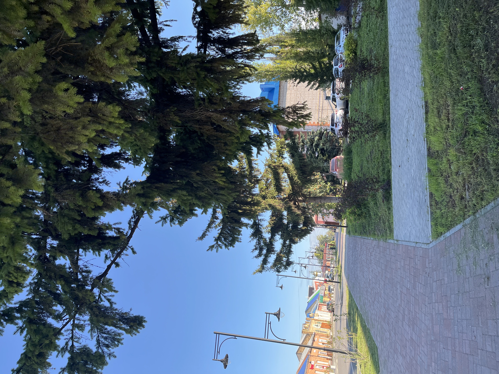 The image shows a street scene in Blagoveshchensk, Russia. In the foreground, there is a brick sidewalk with a grassy verge. The verge has several small shrubs and trees. A large evergreen tree with long, drooping branches dominates the right side of the frame, casting a shadow over the scene.
Beyond the sidewalk, a road runs parallel to the buildings on the left side of the street. These buildings are of various colors and architectural styles, with some appearing to be older brick structures and others more modern. Several streetlights with black poles and lantern-style fixtures are visible along the sidewalk.
Further down the street, cars are parked and driving. In the middle ground, there is a light-colored building with a blue corrugated roof. More trees and greenery are present, interspersed with other buildings. The sky is clear and blue, indicating a sunny day. The overall impression is of a well-maintained street in a residential or commercial area of the city.