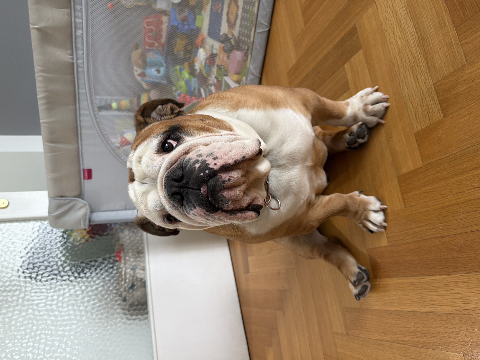The image shows an English Bulldog lying on a wooden parquet floor. The dog is tan and white, with a wrinkled face. It is wearing a silver collar. In the background is a gray playpen filled with toys. The location is likely indoors in a residential setting. There is no information in the image that would indicate it is specifically in the city of Sofia, Bulgaria.