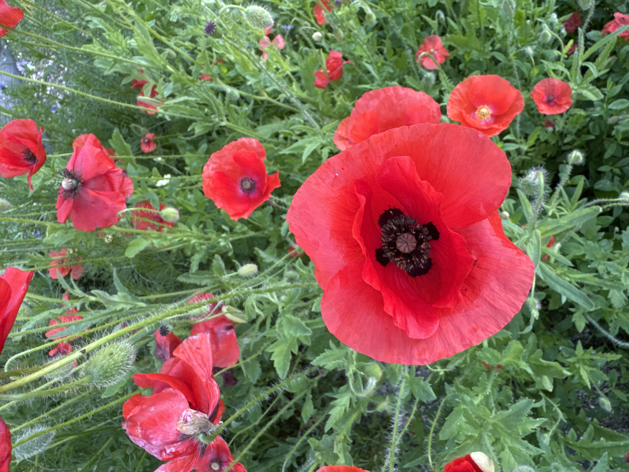 This image is a close-up, overhead view of a field of red poppies. The poppies are vibrant red with dark centers, and some are in full bloom while others are still buds. They are surrounded by lush green foliage, creating a rich contrast. The scene appears to be a natural setting, possibly a meadow or garden, with the soft focus in the background suggesting depth of field. The image captures the delicate texture of the poppy petals and the fuzzy stems of the plants. There are no people or animals visible in the image. The location is the city of Urazovo, Russia.