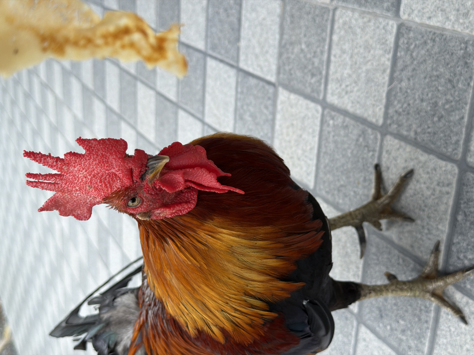 A rooster with vibrant red comb and wattle stands on a gray tiled surface in Baan Bo Phut, Thailand. Its plumage displays a gradient of rich reds, oranges, and yellows on its back and neck, with dark black feathers on its wings and tail. The rooster's legs and feet are a pale, scaly yellow-green. In the upper right of the frame, out of focus, is a piece of golden-yellow food, possibly a pastry or cracker, held by an unseen entity. The tiled ground suggests an outdoor setting, possibly a public area or pathway. The lighting indicates it is daytime.