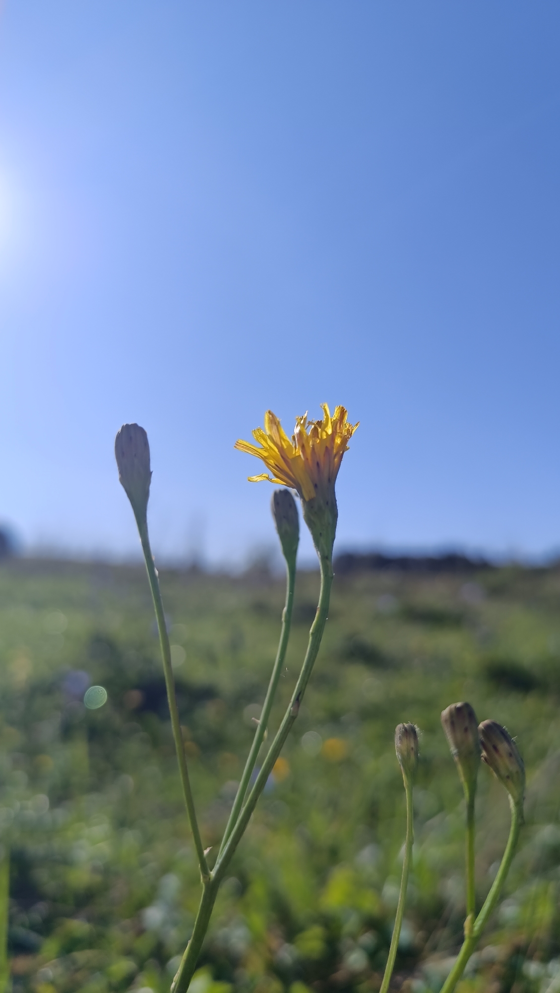 A close-up, low-angle shot captures a yellow wild flower blooming in a field under a clear blue sky. The flower is positioned in the center-right of the frame, its petals appearing somewhat wilted and frayed. To its left and slightly behind are several closed flower buds on thin green stalks. The background consists of a blurred green field with scattered hints of other flowers and bright bokeh effects, suggesting a sunny day. The upper left portion of the image is dominated by the bright sky, with a lens flare indicating the sun's presence. The scene is outdoors in a natural setting, with no people or man-made structures immediately visible. It is not possible to determine the location in the city of Karsha, Russia from this image.