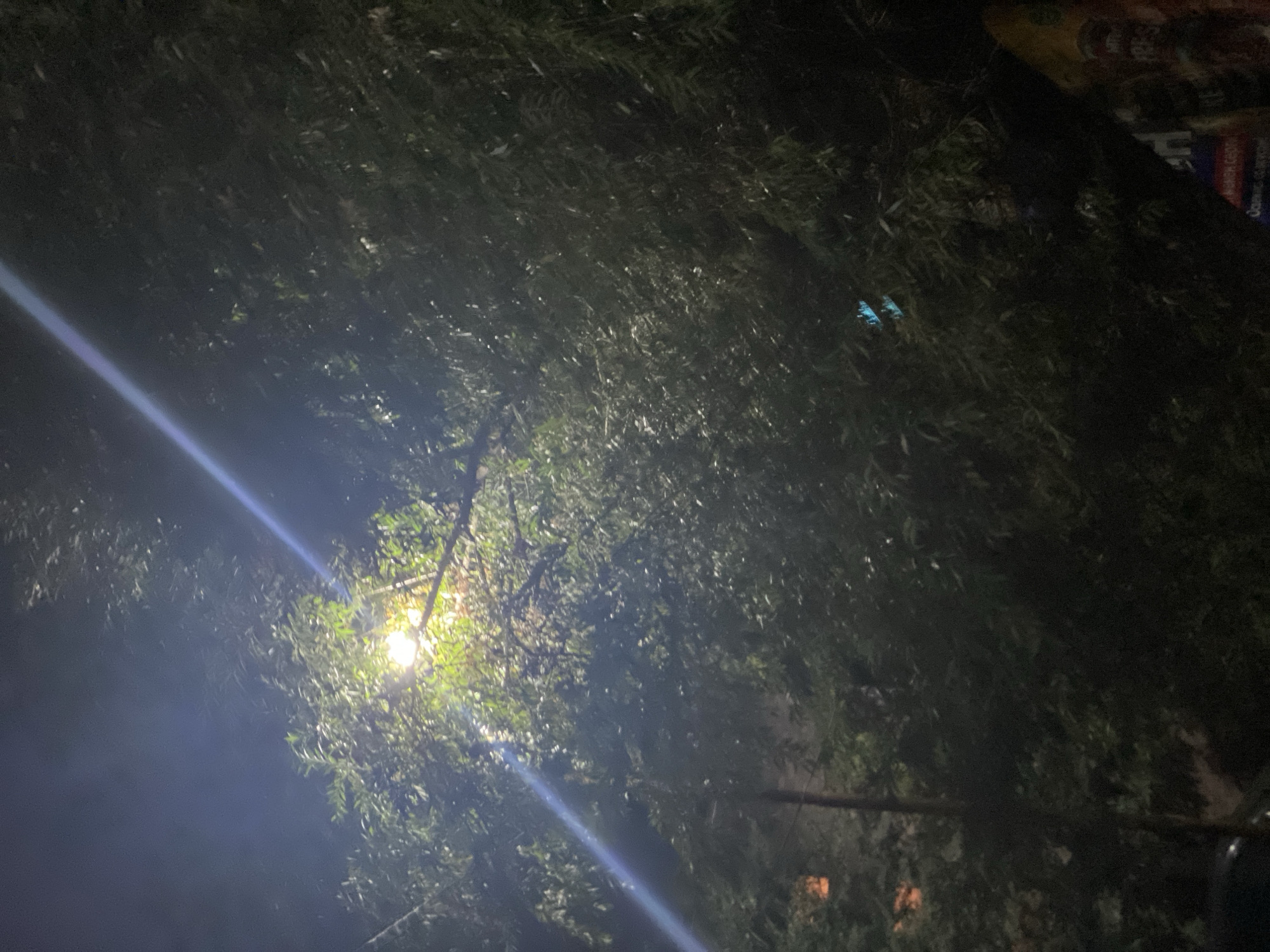 The image depicts a nighttime scene in Novopavlovka, Kyrgyzstan, with a street lamp illuminating a dense canopy of trees. The light from the lamp casts a bright glow through the leaves, creating a hazy effect. A distinct light streak, possibly from a lens flare or another light source, cuts diagonally across the upper portion of the frame. The lower part of the image is darker and shows the trunks of trees, some foliage, and hints of urban elements like building lights and signage in the background, though these are largely obscured by the trees and darkness. No people are clearly visible or identifiable. The overall impression is one of a dimly lit, natural environment encroaching on an urban setting at night.