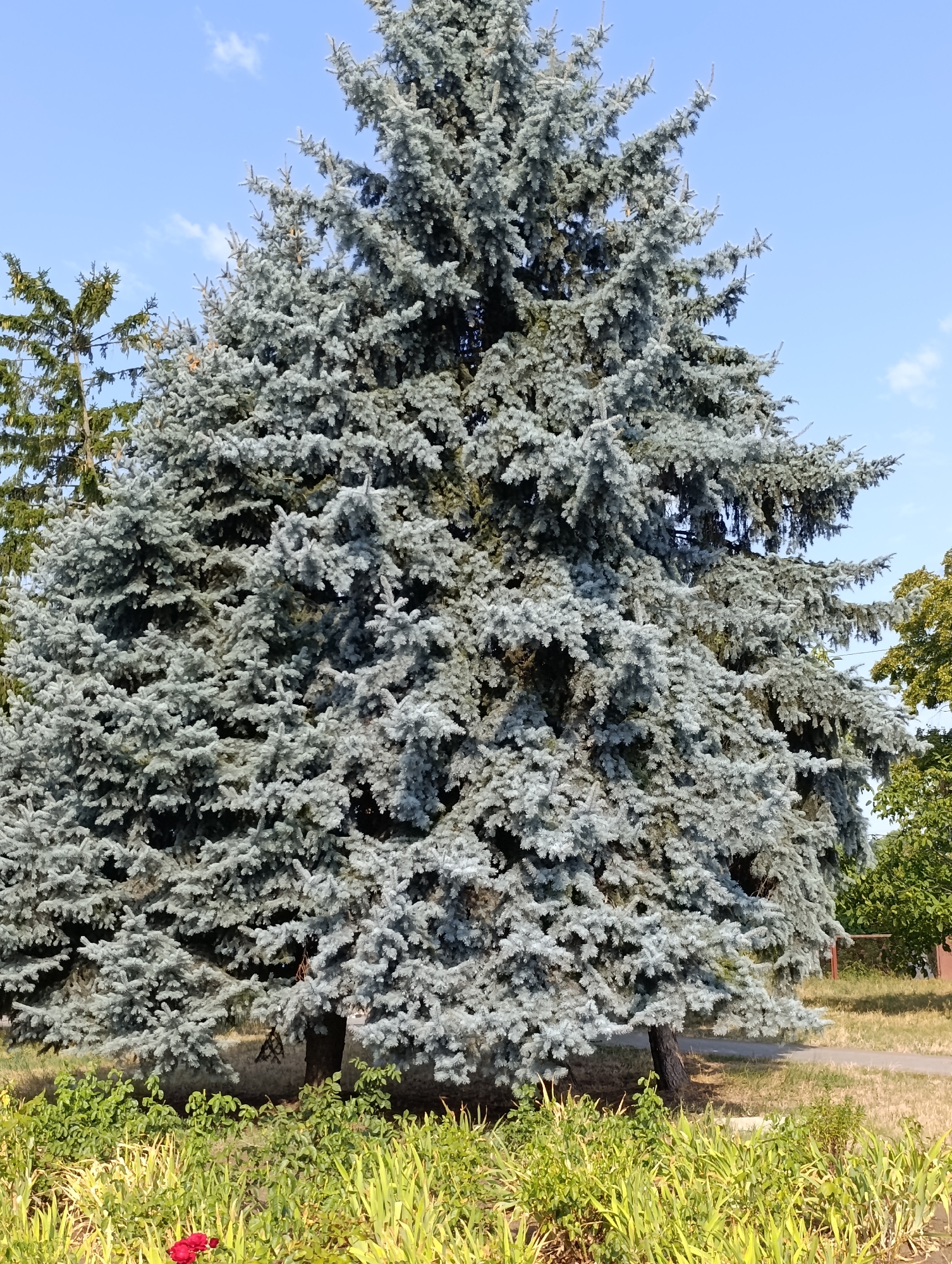 A large blue spruce tree dominates the center of the frame, its silvery-blue needles dense and full. To its left, a darker green conifer stands partially obscured. The trees are set against a clear blue sky with a few wisps of white clouds. In the foreground, a patch of green grass and foliage is visible, with two small red flowers in the lower left corner. The ground appears to be a mixture of dry grass and a pathway. The scene depicts an outdoor setting, likely a park or garden, within the Dubăsari town council area of Moldova.