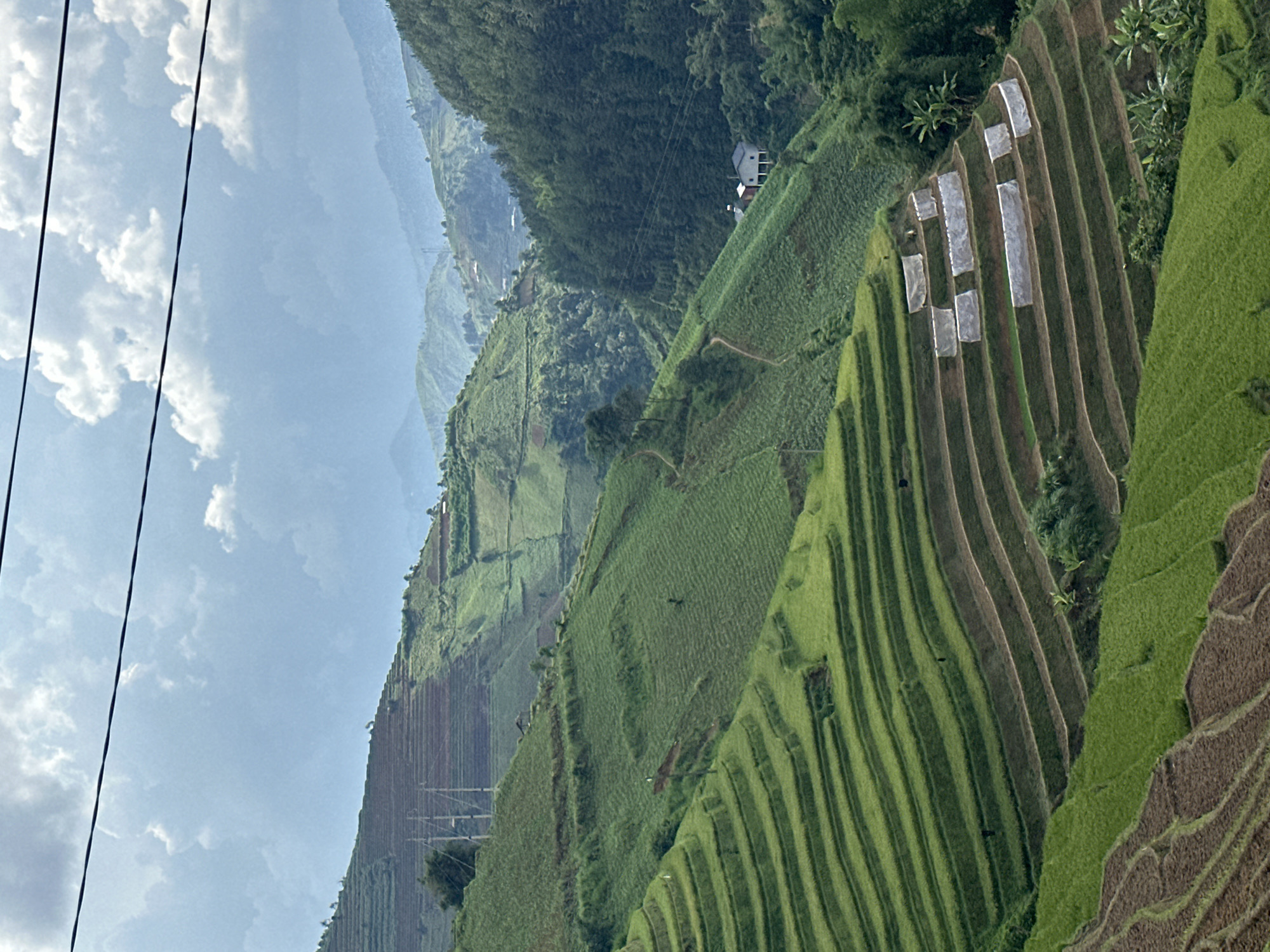 This image captures a sweeping view of verdant terraced fields carved into the steep mountainsides of Lao Chai, Vietnam. The scene is dominated by a complex network of agricultural terraces, displaying varying shades of green from lush crops to lighter, freshly tilled earth, indicative of ongoing cultivation. In the upper right portion, several rectangular sections of terraces are covered with white, tarp-like material, possibly used as greenhouses or to protect seedlings.
A solitary house, with a light-colored exterior and a darker roof, is nestled amidst dense green foliage on a distant slope towards the center right. A narrow dirt path can be seen winding its way through the terraced landscape. The background reveals additional layers of misty mountains and valleys, fading into a hazy blue. The sky above is partly cloudy, with scattered white clouds against a bright blue expanse, suggesting daytime. In the foreground, two dark power lines or cables stretch horizontally across the upper left of the frame. The overall impression is one of a serene, rural landscape showcasing human ingenuity in adapting to mountainous terrain for agriculture. No identifiable people are visible, nor is any distinct text present in the image.