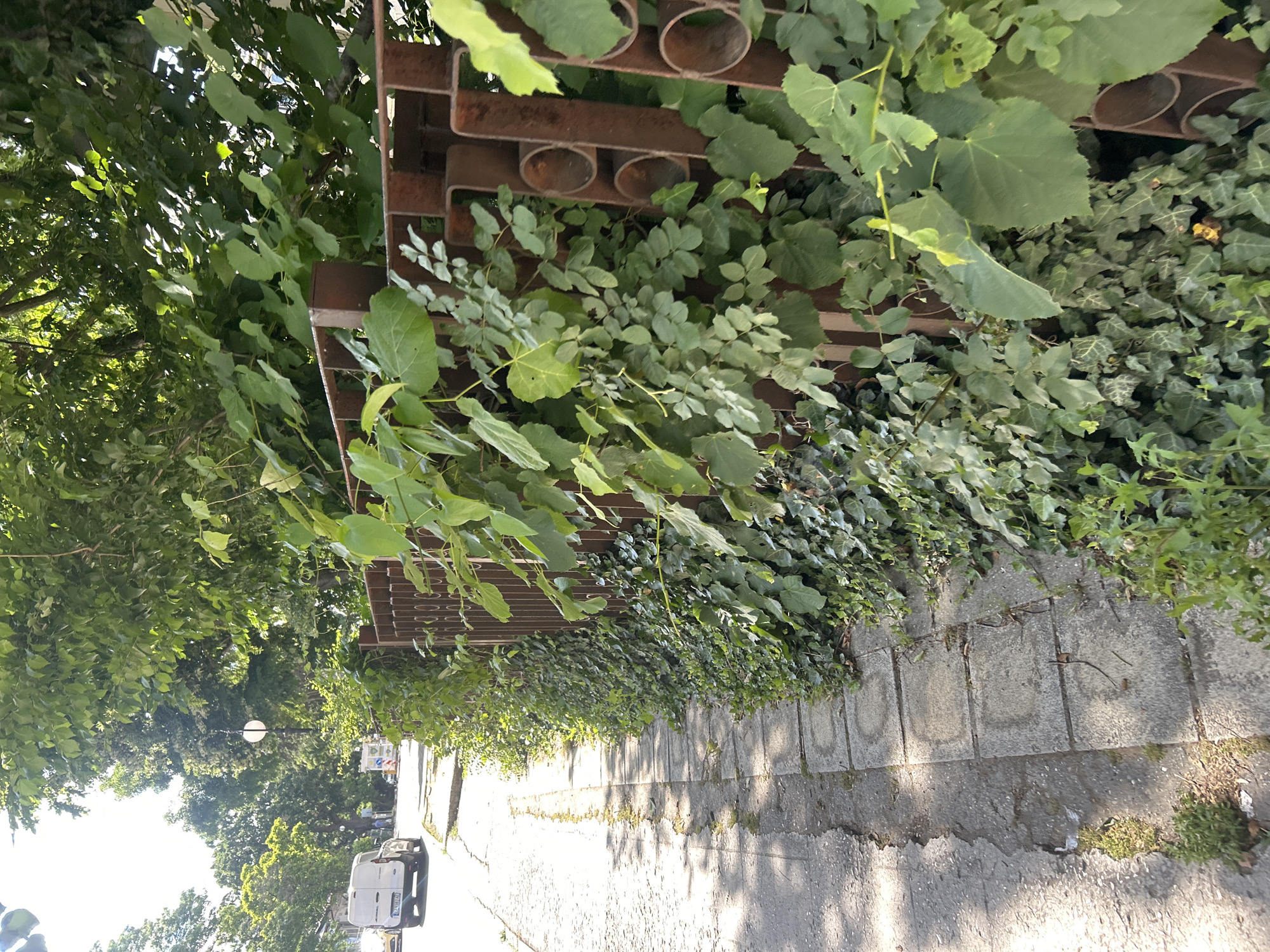This is a vertical, eye-level, outdoor shot of a sidewalk and a metal fence overgrown with lush green foliage. The scene is bathed in bright sunlight, casting distinct shadows on the concrete path, suggesting it is daytime, likely morning or afternoon. The vegetation appears healthy and abundant, with various types of leaves and vines creating a natural, somewhat wild aesthetic.
The fence is made of rusted metal, with horizontal bars and vertical circular elements, adding a rustic and industrial contrast to the vibrant plant life. The sidewalk itself is paved with rectangular concrete slabs, some of which show signs of wear and tear. In the background, a street is visible with trees lining it, a lamppost with a circular light fixture, and a white van parked on the side of the road. A few indistinct figures can be seen further down the street, implying a public urban or suburban setting. There is no discernible text in the image. The overall mood is peaceful and natural, highlighting the interplay between man-made structures and the persistent growth of nature.