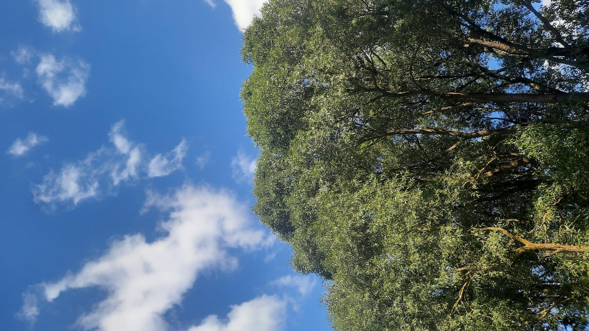 The image captures a view looking upwards at the canopy of a large, lush green tree against a bright blue sky dotted with scattered white clouds. The dense foliage of the tree dominates the lower and central portions of the frame, with visible branches and a textured appearance due to the numerous leaves. The sky fills the upper portion of the image, showing a clear blue expanse with fluffy, cumulus-like clouds. There are no people or specific man-made structures visible in this natural scene. The location in the city of Шклоў, Belarus, is not discernible from the visual elements present.
