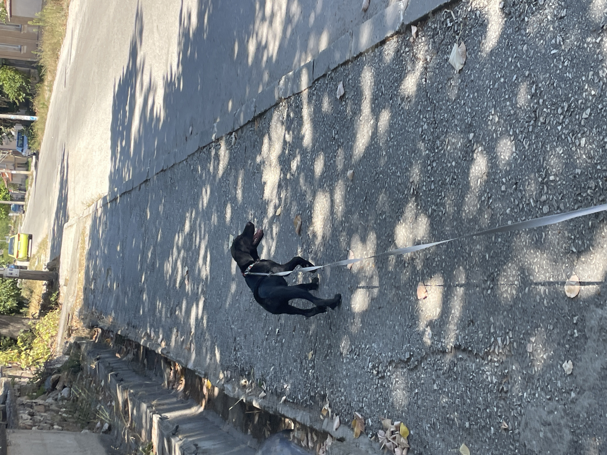 A black dog on a leash walks on a paved surface next to a drainage ditch on a street in Vetren, Bulgaria. The dog is facing to the right, looking away from the camera. Sunlight casts dappled shadows on the pavement. A white leash extends from the dog's harness towards the bottom of the frame. The drainage ditch to the left of the dog contains water and debris. In the background, a road continues, with trees and buildings lining its sides. A yellow car is visible further down the road.