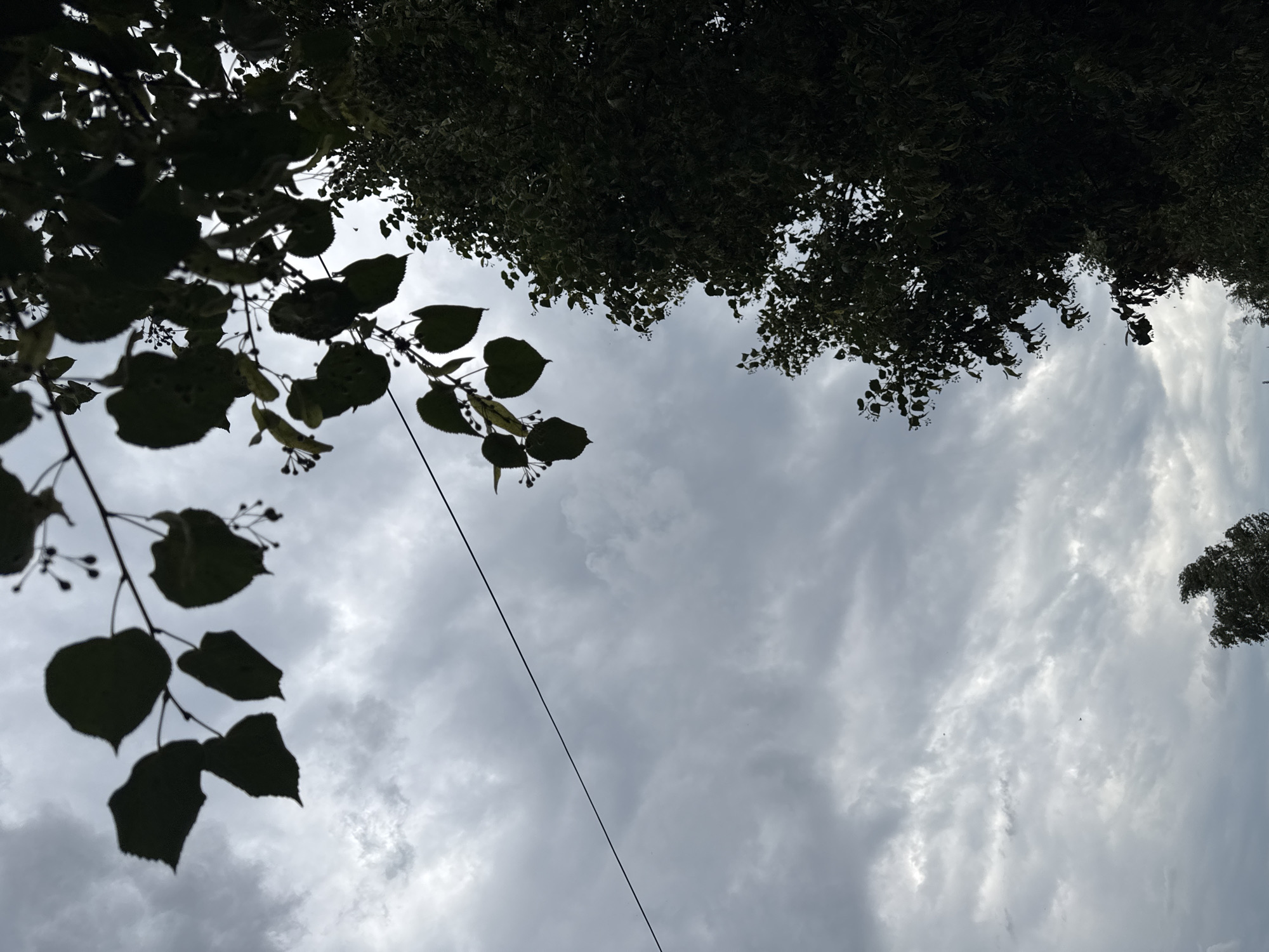 The image depicts a cloudy sky with silhouetted tree branches and foliage in the foreground. A dark, thin wire stretches diagonally across the sky from the upper left to the middle right. The trees are dense and dark, contrasting with the lighter, textured clouds. The overall scene suggests an outdoor setting, possibly in a natural area or a park within the city of Ust-Mana, Russia, given the provided location. There are no people or discernable actions occurring in the image. The lighting is dim, indicating an overcast day.