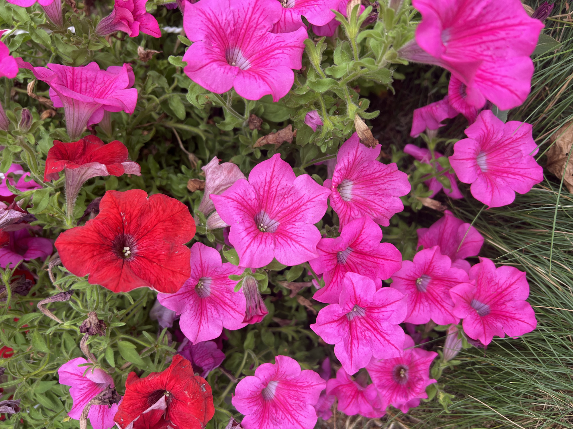 The image is a close-up, eye-level shot of a patch of vibrant petunias. The flowers are primarily in shades of bright pink and red, with some darker purple hues visible. Many of the petunias are in full bloom, displaying their trumpet-shaped petals and delicate veins. Some dried, brown flower remnants and green foliage are interspersed throughout the arrangement. The background consists of soft green leaves and stems, and the bottom portion of the image shows blades of green grass. There are no people or animals visible in the photograph. The image appears to be taken outdoors, possibly in a garden or park setting. The location of Fontanka, Ukraine, is not visually represented in the image.