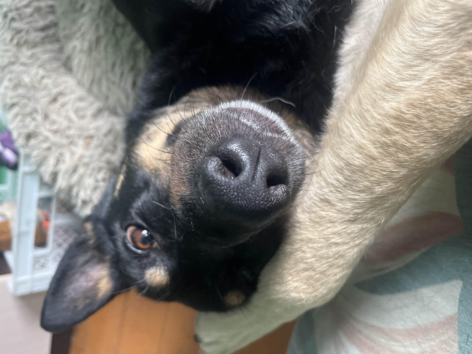 A close-up, eye-level shot captures a German Shepherd dog lying on its back, resting its head on a fluffy dog bed. The dog's snout, with its textured black nose, is the central focus, appearing slightly out of focus. One of its ears is perked up, revealing its inner texture and color. The dog's left eye, a warm brown, is visible and looking slightly towards the camera, with a hint of its right eye also visible. The dog's fur is predominantly black with tan markings on its face and legs. A light-colored paw rests on the dog bed, which is a plush, beige material with a shaggy texture. In the blurred background, a white plastic crate and a wooden floor are discernible. This scene is likely indoors, possibly in a home environment, and bears no relation to Nizhny Tagil, Russia.