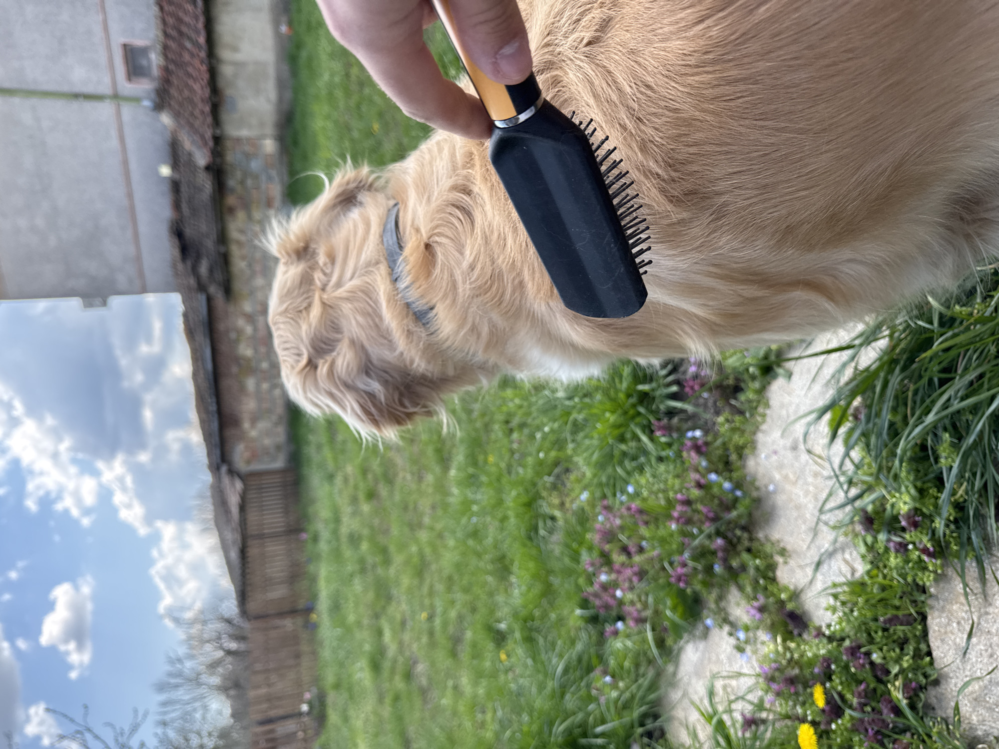 A person is brushing a golden retriever dog in a grassy yard. The dog is light golden in color and wearing a dark collar. The brush being used is black with a yellow handle and has short, rigid bristles. The grass is interspersed with small purple and blue flowers. In the background, there is a building with a stone or brick facade and a portion of a cloudy sky is visible. The photo appears to be taken outdoors in daylight. There is no available information to suggest that this picture was taken in Stan, Bulgaria.