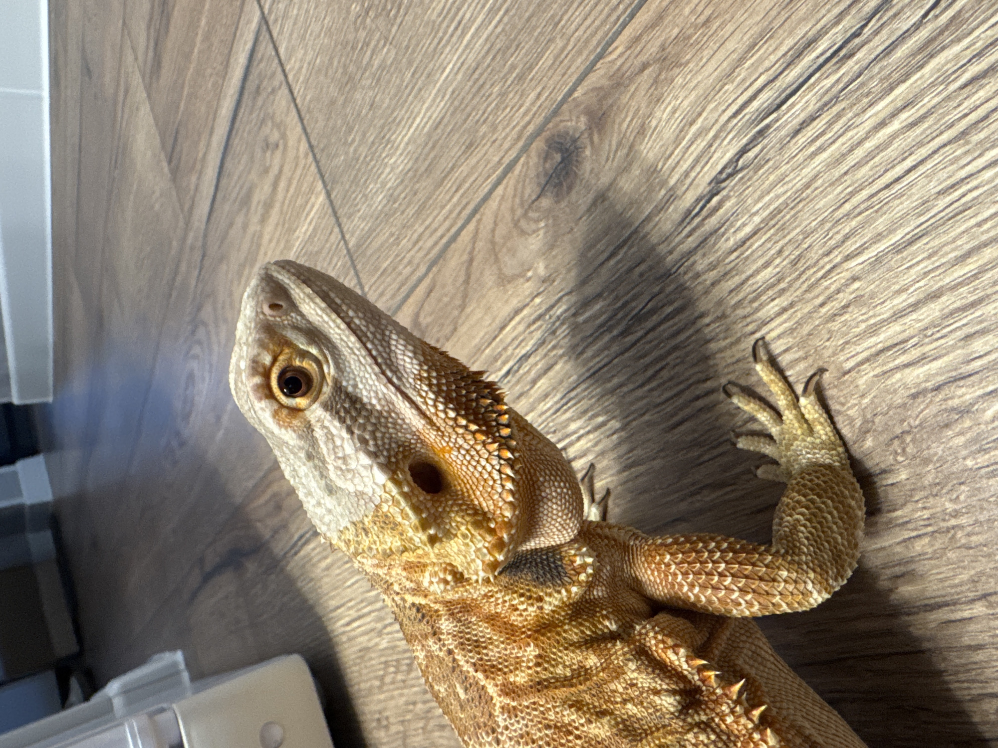 A bearded dragon lizard is positioned on a wooden floor. The lizard has a tan, scaly skin pattern and dark eyes. The environment is indistinct beyond the wooden floor and an object on the left of the frame. There is no information to suggest that this is in the city of Yakhroma, Russia.