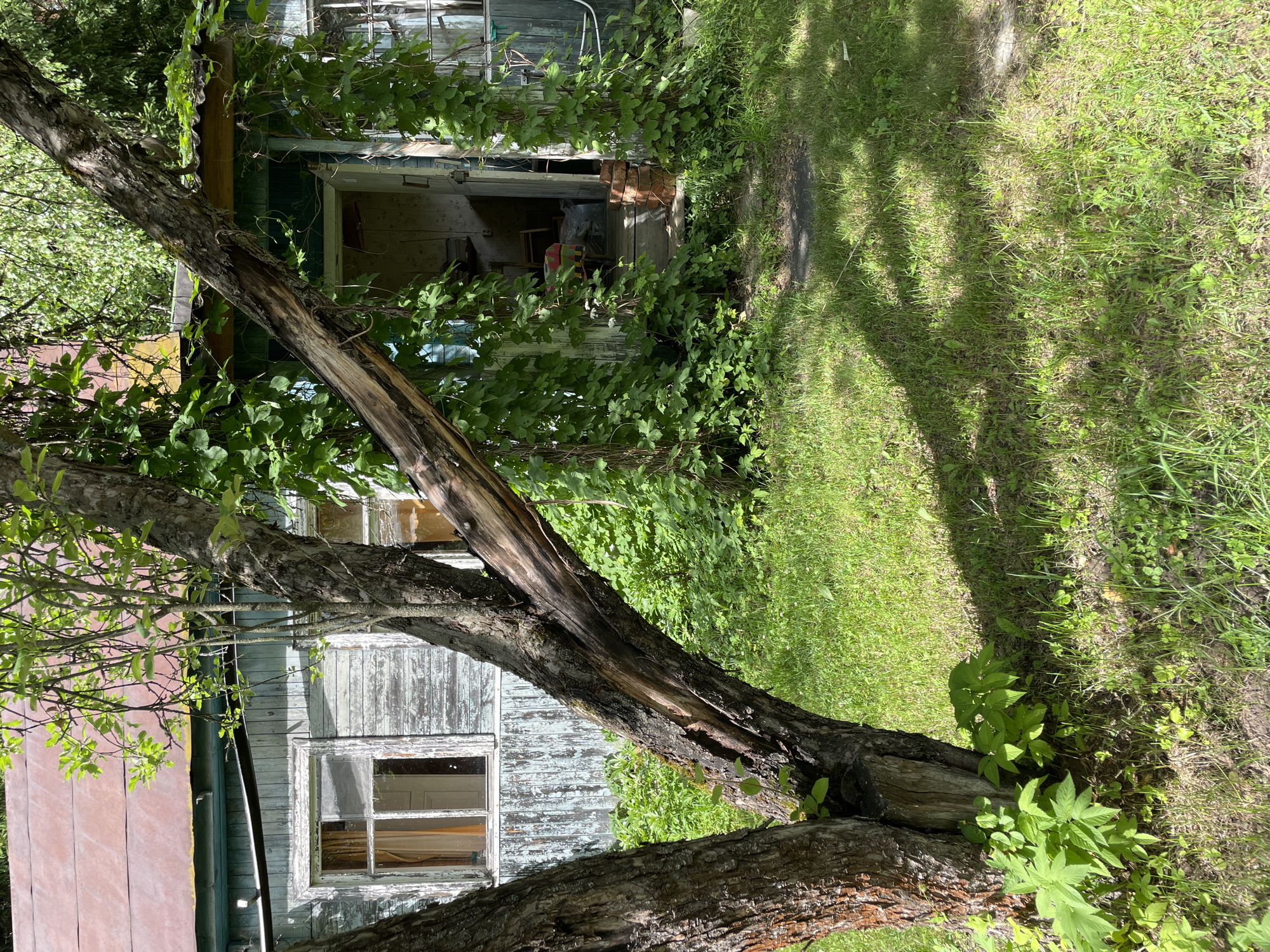 An outdoor medium shot captures a dilapidated wooden house overgrown with lush green vines. The house has a weathered, peeling blue exterior and a rusty red roof. Two windows with visible curtains are present on the left side of the house. In the foreground, a thick tree trunk, split and damaged, leans diagonally across the frame, partially obscuring the house. The ground is covered in grass and scattered with shadows from the trees. The entrance to the house is visible on the right, partially obscured by more vines, with a stack of bricks at the doorway and an open door revealing the interior. The scene appears to be in a state of disrepair and neglect.