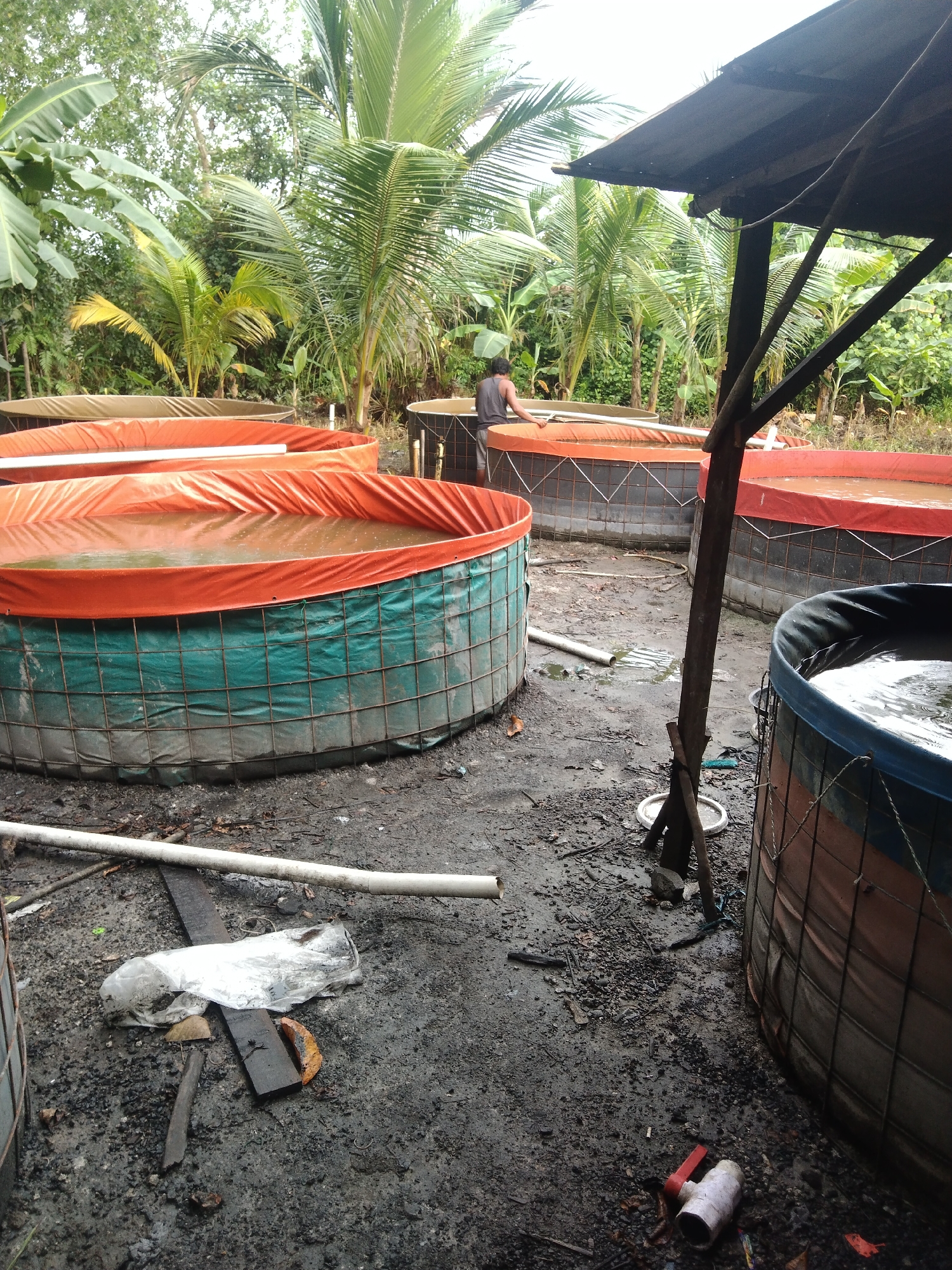 The image depicts an outdoor fish pond farm located in Suak Lanjut, Indonesia. Several circular fish ponds, constructed with metal frames and lined with heavy-duty tarp material, are visible. These ponds contain murky water, some with an orange tarp lining, and others with a green lining. A person is seen standing near the edge of one of the ponds, appearing to be engaged in some activity related to the pond. The surroundings are lush with tropical vegetation, including palm trees and banana plants, indicative of a humid climate. The ground is a mix of dirt and gravel, with some scattered debris, including white plastic sheeting and pieces of wood. The scene suggests a functional, working farm, possibly with a rustic or developing infrastructure.