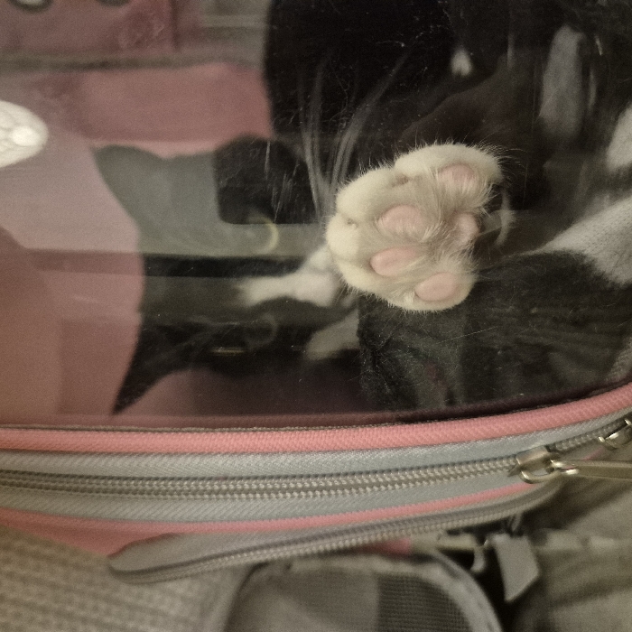 A black and white bicolored cat is situated inside a pet carrier. The cat's front paw, featuring white fur and five pink toe pads, is pressed against the carrier's clear, transparent plastic panel in the foreground. Its head, partially obscured and slightly out of focus, displays dark fur with white facial markings, and its gaze is directed forward through the panel. The carrier's visible interior and a trim around the transparent panel are made of pink fabric. To the left, a gray fabric section with a metallic silver zipper is present. This scene is located in Strasbourg, France. The background outside the carrier is a blurred, light-colored, and textured surface.