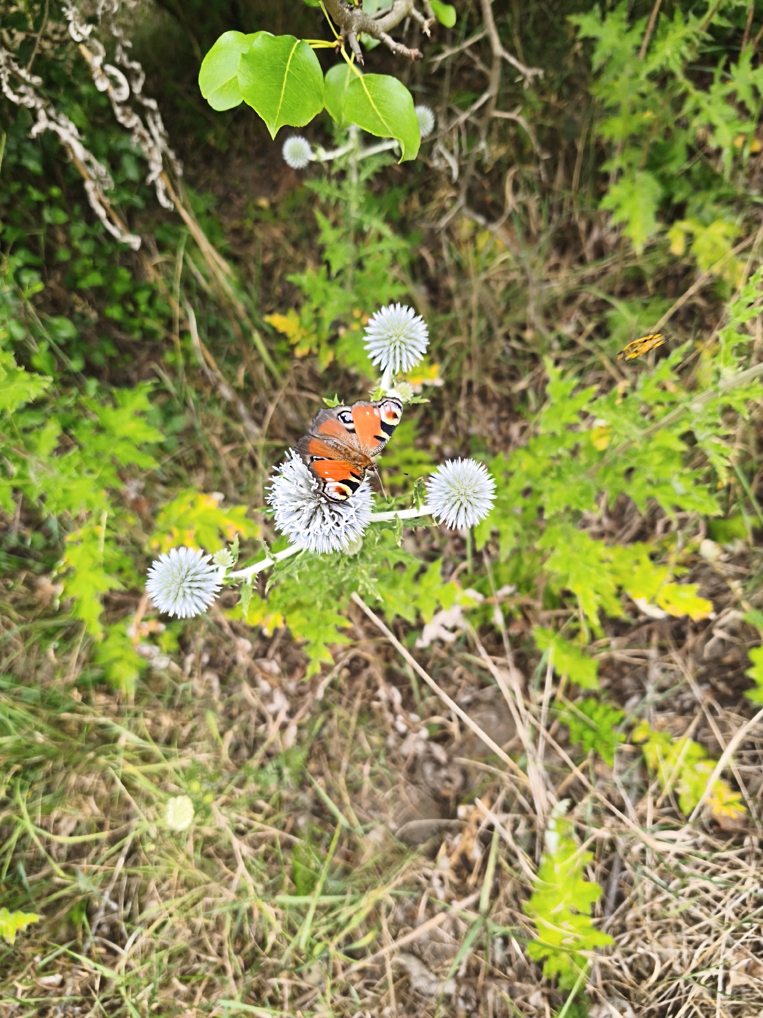A close-up, eye-level shot captures a Peacock butterfly with vibrant orange, black, and blue markings resting on a small, spherical white flower with spiky petals. The butterfly is positioned in the center of the frame, slightly to the left, its wings partially open. Several similar white flowers, some in focus and some blurred, are scattered around it. The background is a mix of green foliage, dry grasses, and earth, suggesting a natural, outdoor setting. The lighting is natural and overcast, creating soft shadows. The image quality is slightly soft, with a shallow depth of field that blurs the background elements.