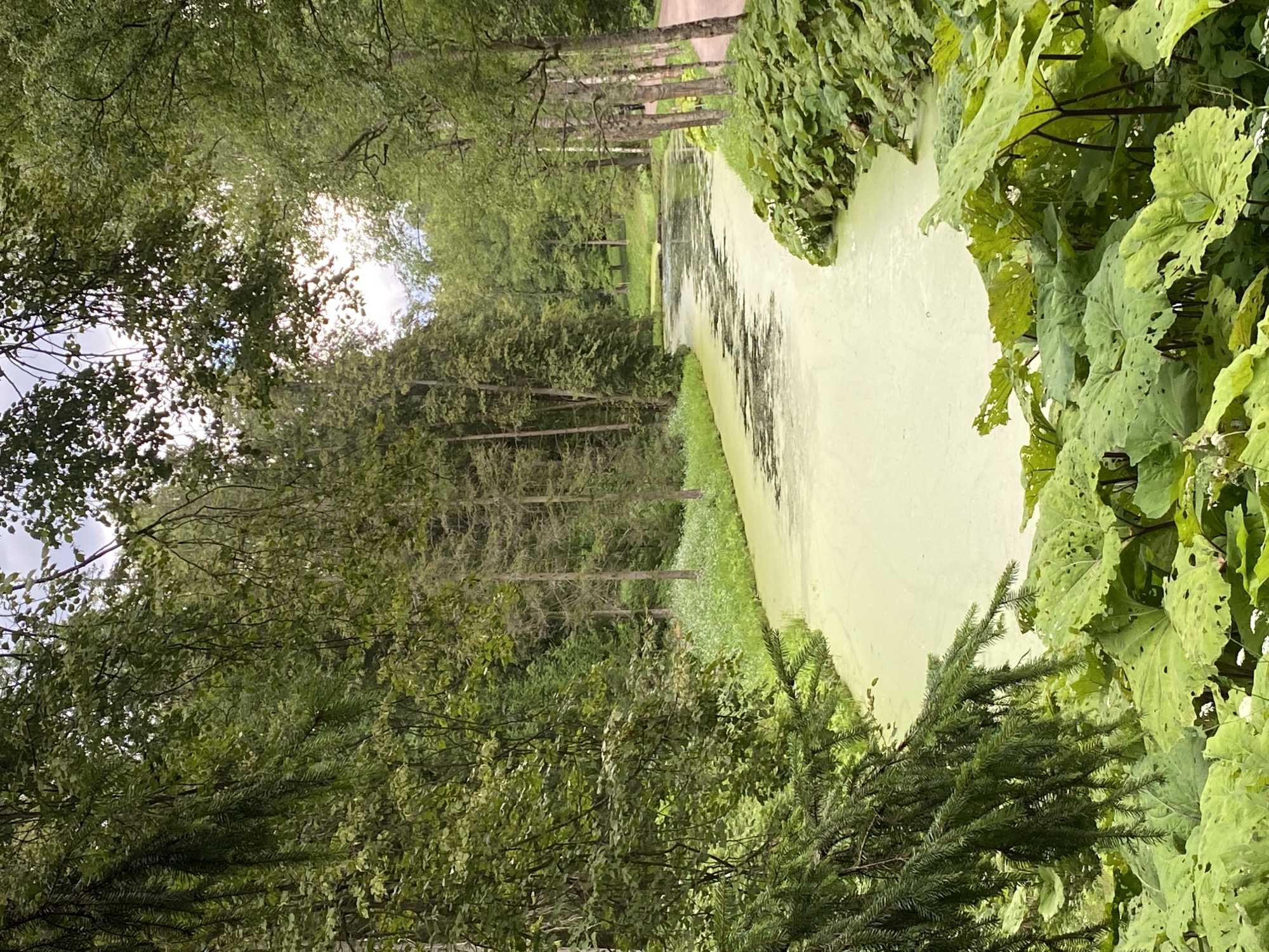 The image shows a serene park landscape in Pavlovsk, Russia, likely within the Pavlovsk Park. A narrow, calm river, covered with a light green algal bloom, meanders through a lush forest. Tall, slender trees with thin trunks, possibly birches or aspens, line the right bank, their branches reaching towards the sky. A path is visible to the far right, bordering the trees. On the left bank, a dense canopy of fir and deciduous trees creates a shadowy foreground, framing the river. Large, leafy plants with broad, perforated leaves are prominent in the immediate foreground, adding texture and depth to the scene. The water's surface reflects the overcast sky and surrounding greenery, creating a subdued and tranquil atmosphere. No people or animals are present in the image.