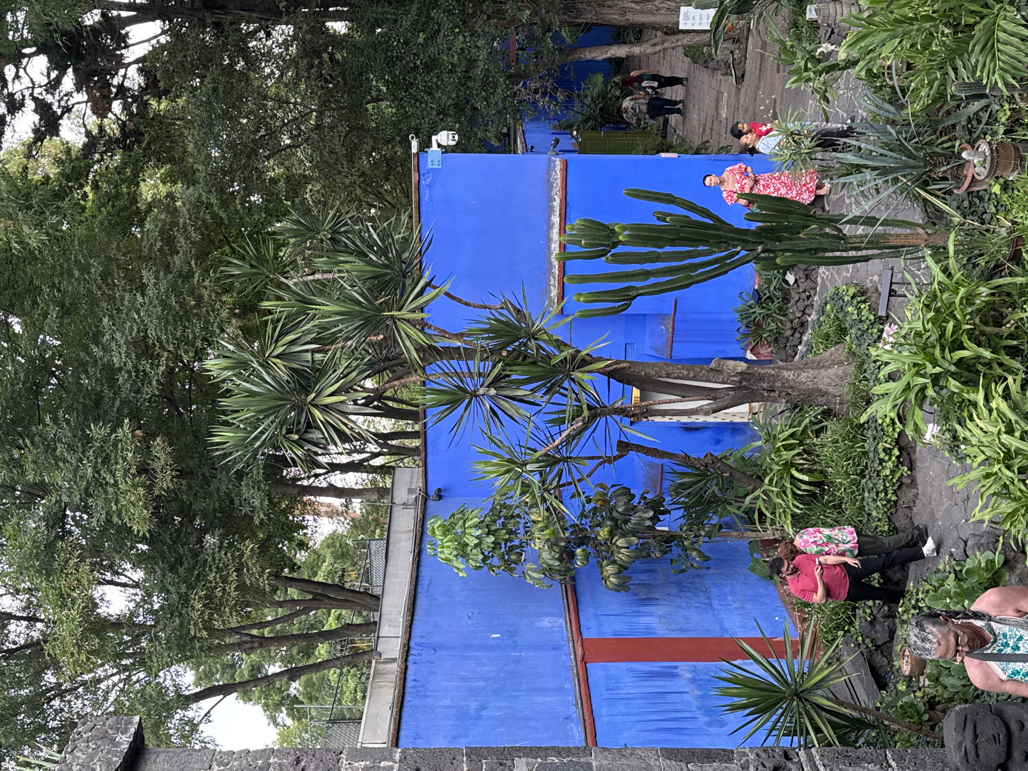 The image captures a section of Frida Kahlo's Casa Azul (Blue House) in Mexico City, Mexico. The cobalt blue exterior of the house is visible, punctuated by a horizontal red stripe. Cactus plants and yucca trees are in the foreground, along with other greenery. Several people can be seen, some appearing to be tourists, walking around the grounds of the museum. A security camera is mounted on the wall near the roof. The scene is partially shaded by trees.