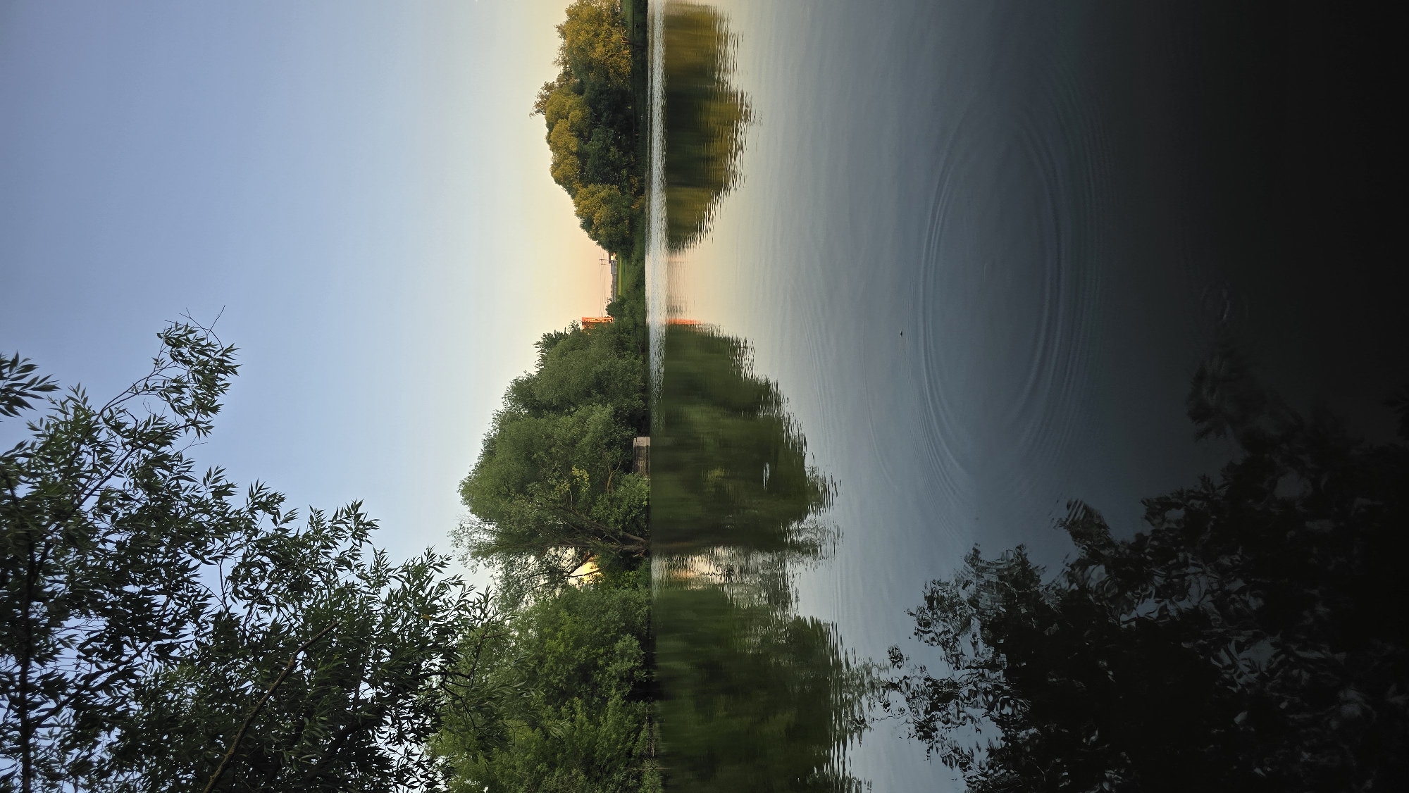 The image shows a serene lake reflecting the surrounding lush greenery and a soft, pale sky, suggesting either sunrise or sunset. The sky transitions from a clear, light blue on the left to a warmer, yellowish hue on the right, hinting at the low angle of the sun. Dense foliage, primarily trees, lines the bank of the lake, with some branches extending into the foreground.
The water's surface is mostly calm, disturbed only by gentle ripples, creating concentric circles in the middle of the frame. The reflections are sharp and clear, mirroring the trees and the sky, effectively doubling the scene. On the left side of the lake, a cluster of trees is visible, appearing to be on a small island or a promontory. Further in the distance, more trees and possibly some structures can be discerned, though they are less distinct due to the distance and atmospheric conditions. The overall mood is peaceful and tranquil, inviting a sense of calm. The lighting suggests it is either early morning or late evening. There is no visible text in the image. The location context provided is Ashcherino, Russia.