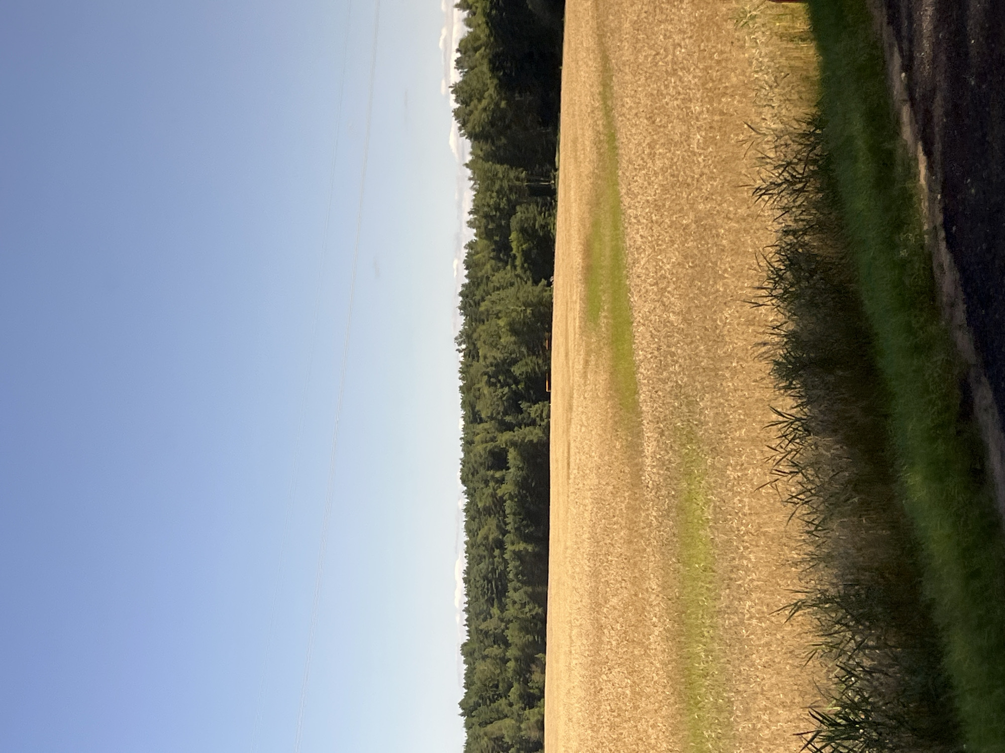 A wide, horizontal, eye-level, full shot depicts a golden wheat field under a clear blue sky. The field occupies the majority of the frame, with the stalks of wheat appearing dense and mature, suggesting it is ready for harvest. A line of dark green trees forms a dense forest along the horizon, separating the field from the sky. The sky is a pale, cloudless blue, with two thin, faint horizontal lines possibly indicating power lines or distant atmospheric phenomena. The foreground features a strip of darker green grass, contrasting with the golden wheat. A dark, rough surface, likely asphalt or gravel, runs along the very bottom edge of the frame, suggesting a road or path. The overall scene is tranquil and agrarian, indicative of a rural landscape.