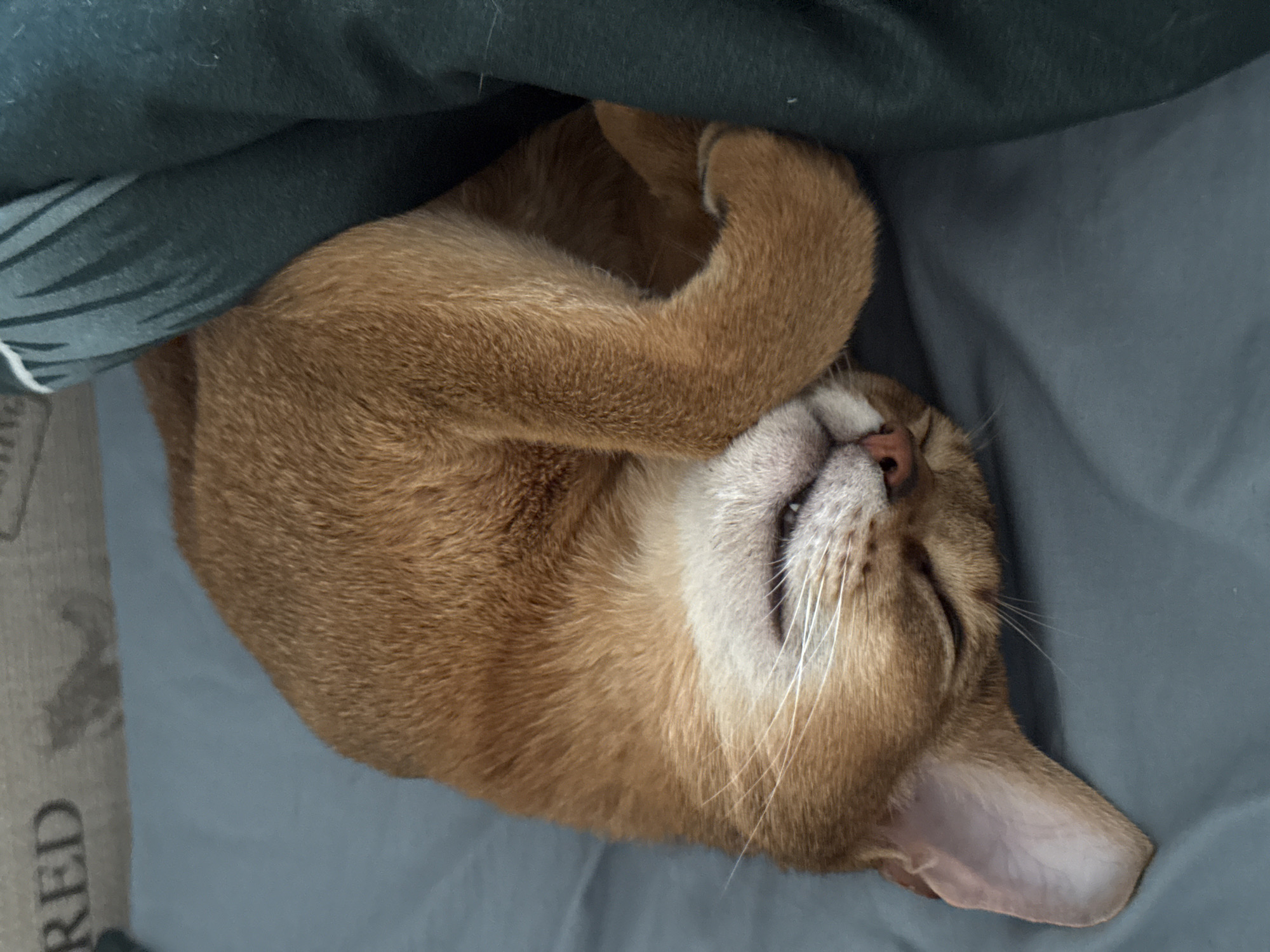 A tan cat sleeps on a gray surface, possibly a bed or blanket. The cat is curled up with one paw covering its face. A green blanket or sheet partially covers the cat. The location, Chaikovsky, Russia, cannot be determined from the image.