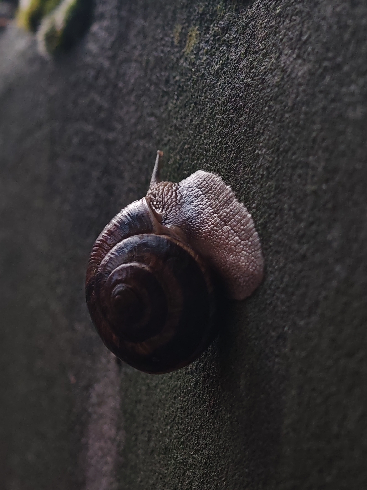 A close-up, high-angle shot shows a snail on a dark, textured surface, likely a wall or stone. The snail is positioned horizontally, with its brown, coiled shell on the left and its body, which appears pinkish-grey and slightly glistening, extending to the right. The snail's head is angled slightly upwards, and its eye stalks are visible. The background is a dark, mottled green and gray, suggesting an outdoor setting. Some out-of-focus greenery is visible in the upper left corner. The lighting is dim, creating a moody atmosphere. The texture of the surface is rough and grainy. There is no visible text.