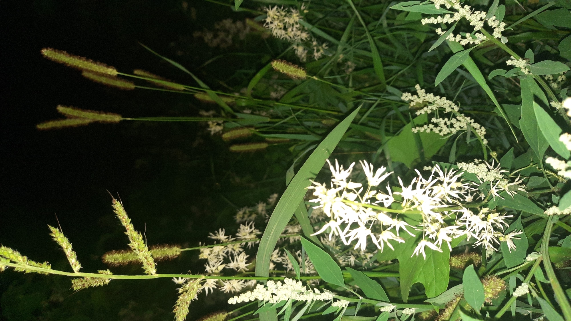 The image shows a close-up view of various plants at night, with a dark background. In the foreground, there are clusters of small, white, star-shaped flowers and delicate white blooms arranged in spiky clusters. Several broad, green leaves are also visible. Interspersed with the flowering plants are tall, slender stalks of grass-like seed heads, some appearing fuzzy and greenish-brown. The lighting suggests artificial illumination from an unseen source. The location is identified as the city of Shklov, Belarus.