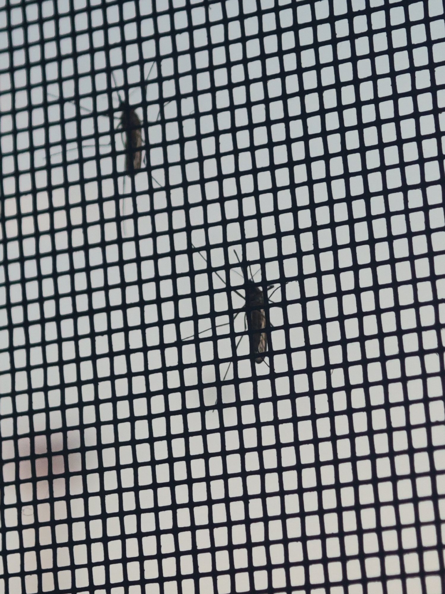 The image shows two mosquitos on a black mesh screen, seen from behind. The mosquitos are dark in color and appear to be resting or caught on the screen. The background is a light, hazy sky, suggesting it is daytime. The mesh creates a grid pattern across the entire image, obscuring some details of the mosquitos and the background.