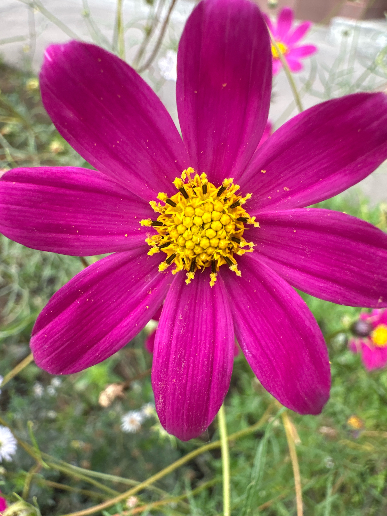 A close-up, eye-level, outdoor shot captures a vibrant magenta cosmos flower with a bright yellow center. The flower's petals are broad and slightly rounded, with a subtle sheen and a dusting of fine yellow pollen. The yellow center is composed of numerous small florets, each tipped with black stamens. In the background, other flowers and greenery are blurred, with a hint of a pink cosmos and some small white flowers visible. The scene appears to be a garden or park setting. The image was taken in the city of Vidnoye, Russia.