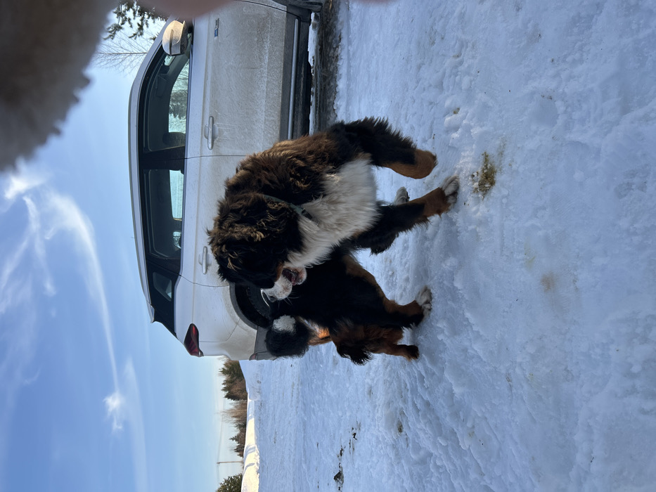 This image captures an outdoor scene in Lesnoy, Russia, featuring two Bernese Mountain Dogs on a snow-covered surface under a clear blue sky. A larger, adult tricolored Bernese Mountain Dog, with black, brown, and white fur and a light-colored collar, is depicted on its hind legs, its front left paw lifted, and its mouth open in an apparent playful interaction. It faces towards the viewer's left. A smaller, juvenile tricolored Bernese Mountain Dog is positioned below and slightly behind the larger dog, facing right but with its head turned back towards the larger dog.
In the mid-ground, a white SUV is parked on the snowy ground, partially obscured by accumulated dirt or snow spray, with its rear quarter panel visible. The ground is covered in packed snow, exhibiting several yellowish-brown stains consistent with animal waste. The background shows a line of bare trees along the horizon on the left. The scene is illuminated by bright daylight, casting subtle shadows. A blurry, light-colored object, consistent with a human digit, partially obstructs the upper right corner of the frame.