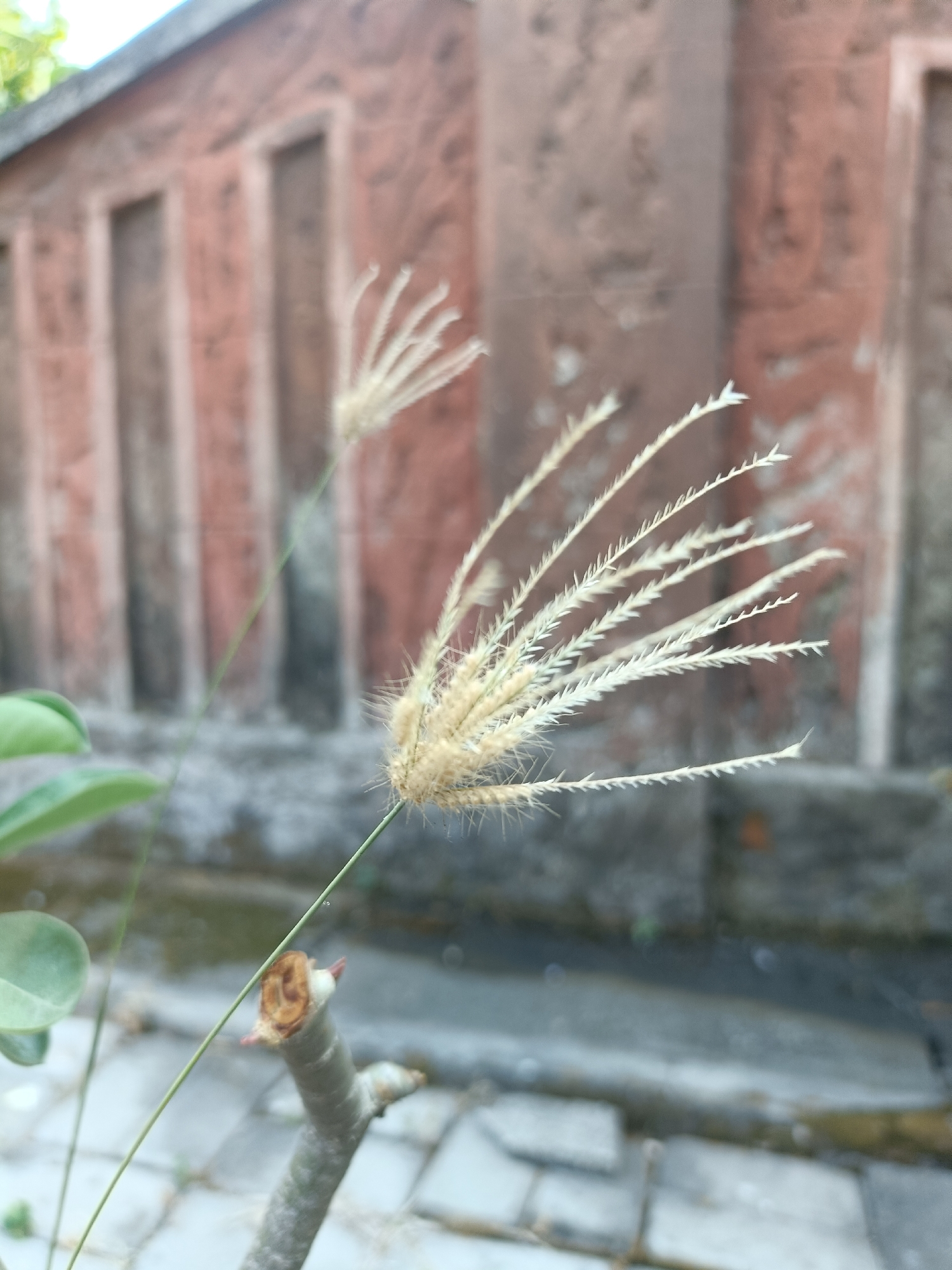 The image depicts a close-up, shallow-depth-of-field view of a flowering grass stalk in the foreground, with a blurred reddish-brown building in the background. The grass stalk has a feathery seed head, with numerous thin, white, spiky structures radiating outwards. Another, less developed grass stalk is visible to the left, slightly out of focus. A small portion of a green leaf is also present in the lower left corner, and a portion of a plant stem with a cut end is visible in the lower center. The building in the background features vertical rectangular indentations or openings, painted in a muted reddish-brown hue. The ground appears to be paved with stones or tiles. The overall impression is one of a natural element contrasted with a man-made structure. The context of Kediri City, Indonesia, would suggest this scene is likely found in an urban or suburban garden, park, or along a roadside.