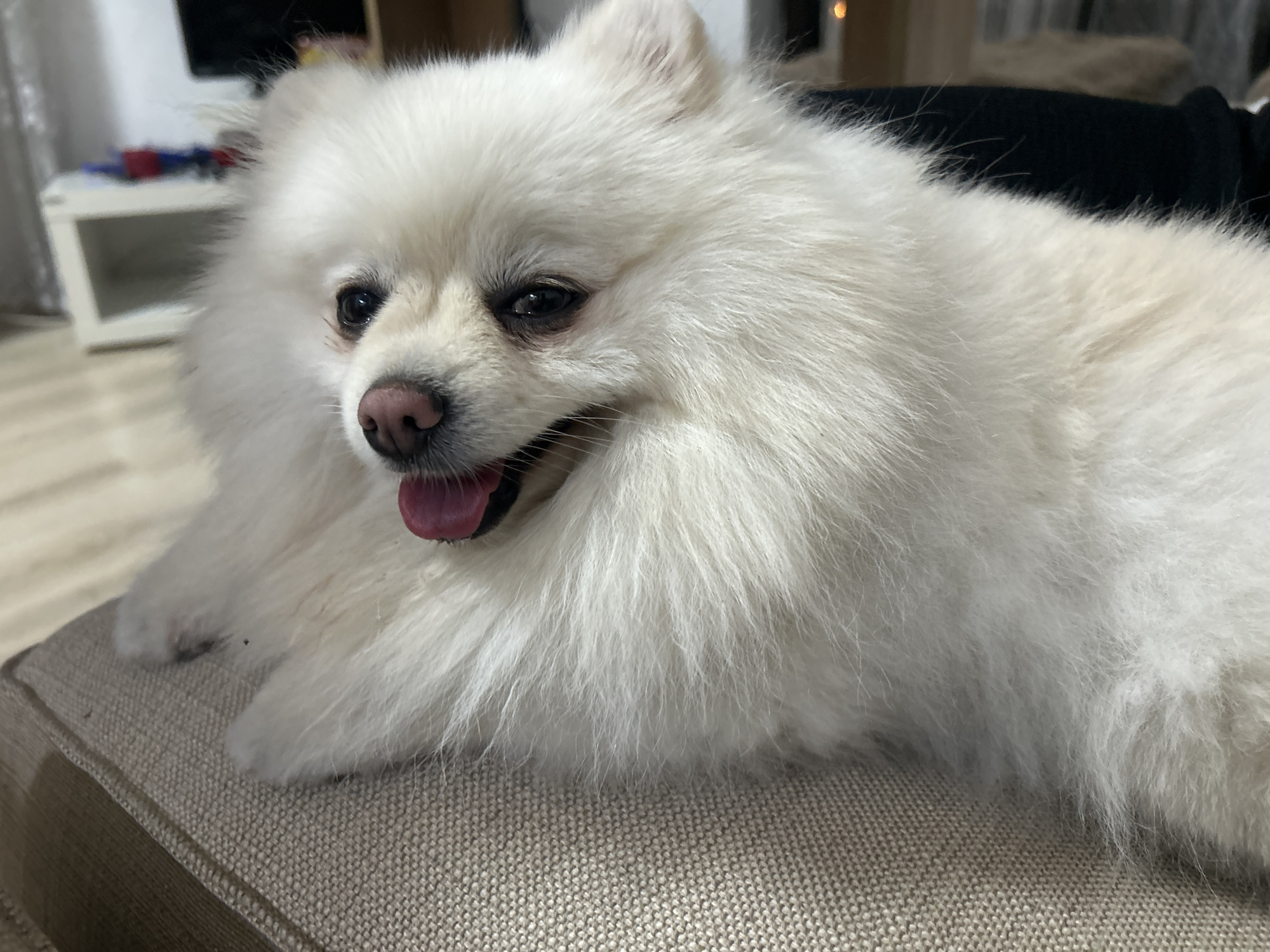 A close-up, eye-level shot features a white Pomeranian dog lying on a light brown textured couch. The dog's head is turned to the left, with its tongue hanging out and mouth slightly open. Its fur is thick and fluffy. The background is blurred, showing a white table with items on it to the left, and darker elements to the right, suggesting an indoor setting. The scene appears to be in an apartment in Varna, Bulgaria.