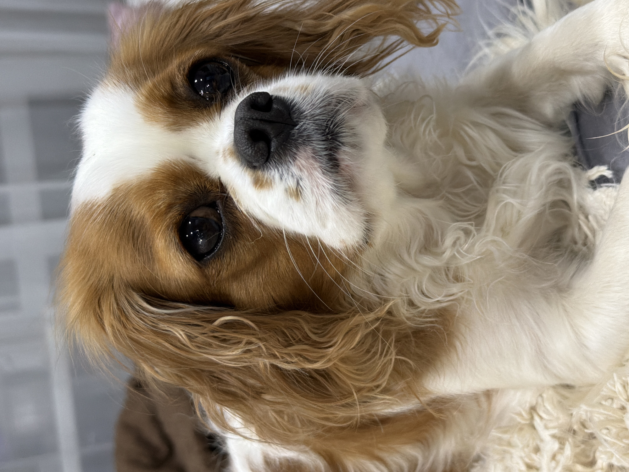 A Cavalier King Charles Spaniel dog with brown and white fur is lying on its back. The dog's head is close to the camera, with its large, dark eyes and black nose prominent. The dog is lying on a white, fluffy surface. The location is not discernible from the image.
