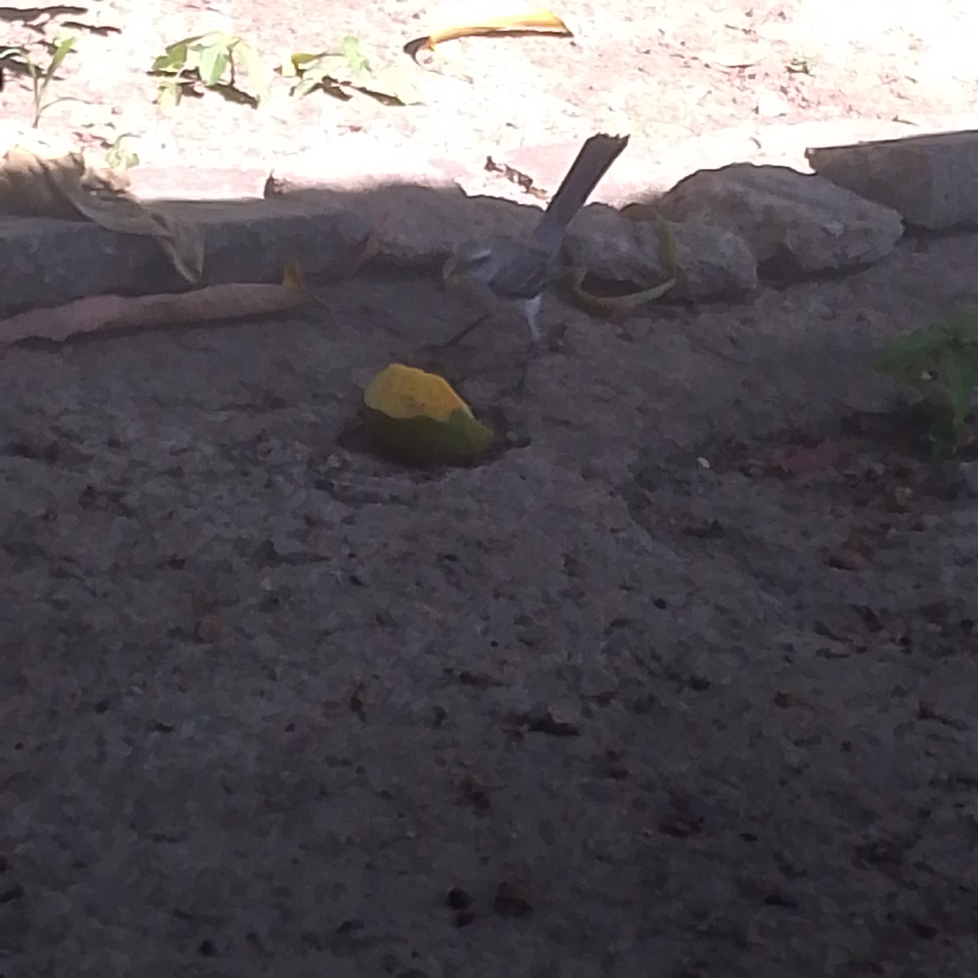 A small, grey-colored bird is standing next to a yellow-green fruit or vegetable, located near the edge of what appears to be a concrete path or walkway in Juan Griego, Venezuela. Plants are visible in the background, behind a retaining wall.