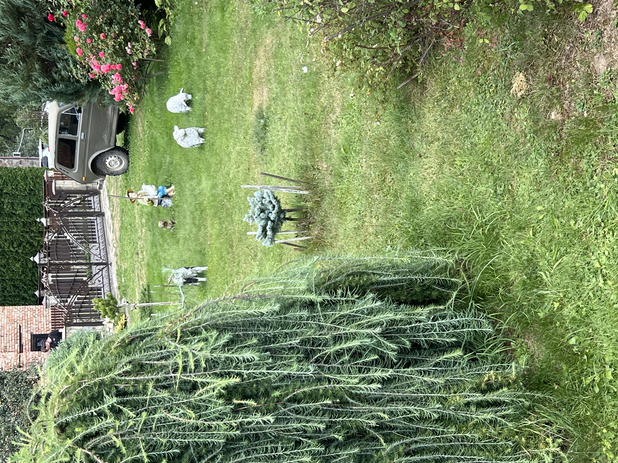 The image depicts a residential yard in Yaremche, Ukraine, characterized by lush green grass and various decorative elements. In the foreground, a large, cascading conifer tree dominates the left side of the frame. Beyond the tree, several garden ornaments are visible. To the left, a statue of a person in a straw hat holding a fishing rod sits next to a small dog statue. Further to the right, two sheep statues are placed on the lawn. In the background, a vintage, olive-green car is parked in front of a dense green hedge. A brick building with a metal gate is situated behind the car and hedge, with two individuals standing near the gate. The yard is enclosed by a wrought-iron fence, and a pink flowering bush adds a touch of color to the scene. The overall impression is that of a well-maintained, suburban garden.