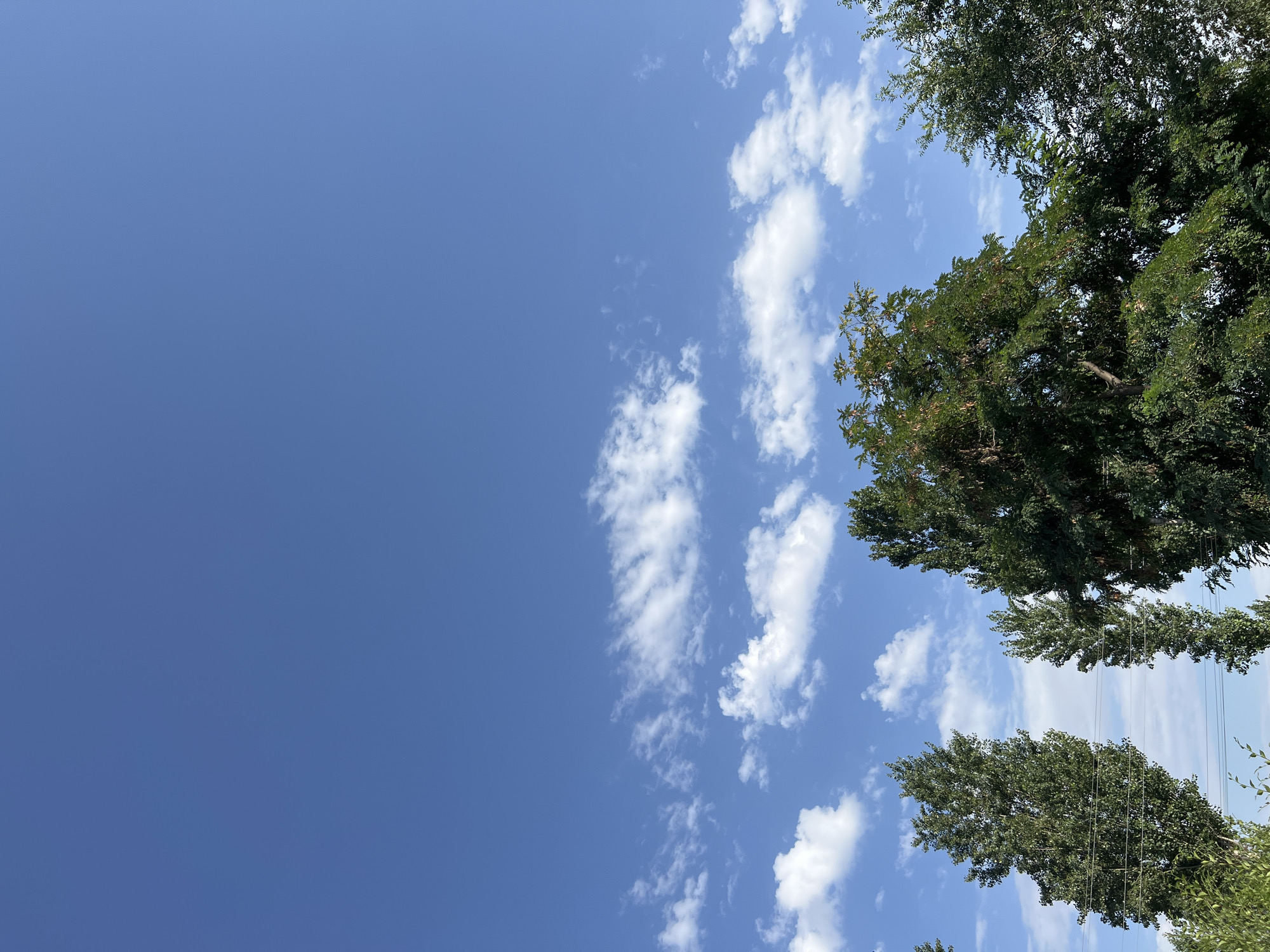 The image displays a clear blue sky with scattered white clouds, some appearing as thin streaks and others as more voluminous puffs. The lower portion of the frame is dominated by the tops of several tall green trees. Two prominent, slender trees with dense foliage are on the left side, with power lines visible horizontally between them. To the right, a larger, more mature tree with a fuller canopy and some seed pods or fruits is depicted, alongside another tall, slender tree. A portion of another tree is visible on the far right. The overall impression is of an outdoor scene in a semi-urban or rural setting, likely Ak-Suu, Kyrgyzstan, given the context. There are no people or animals visible in the image.