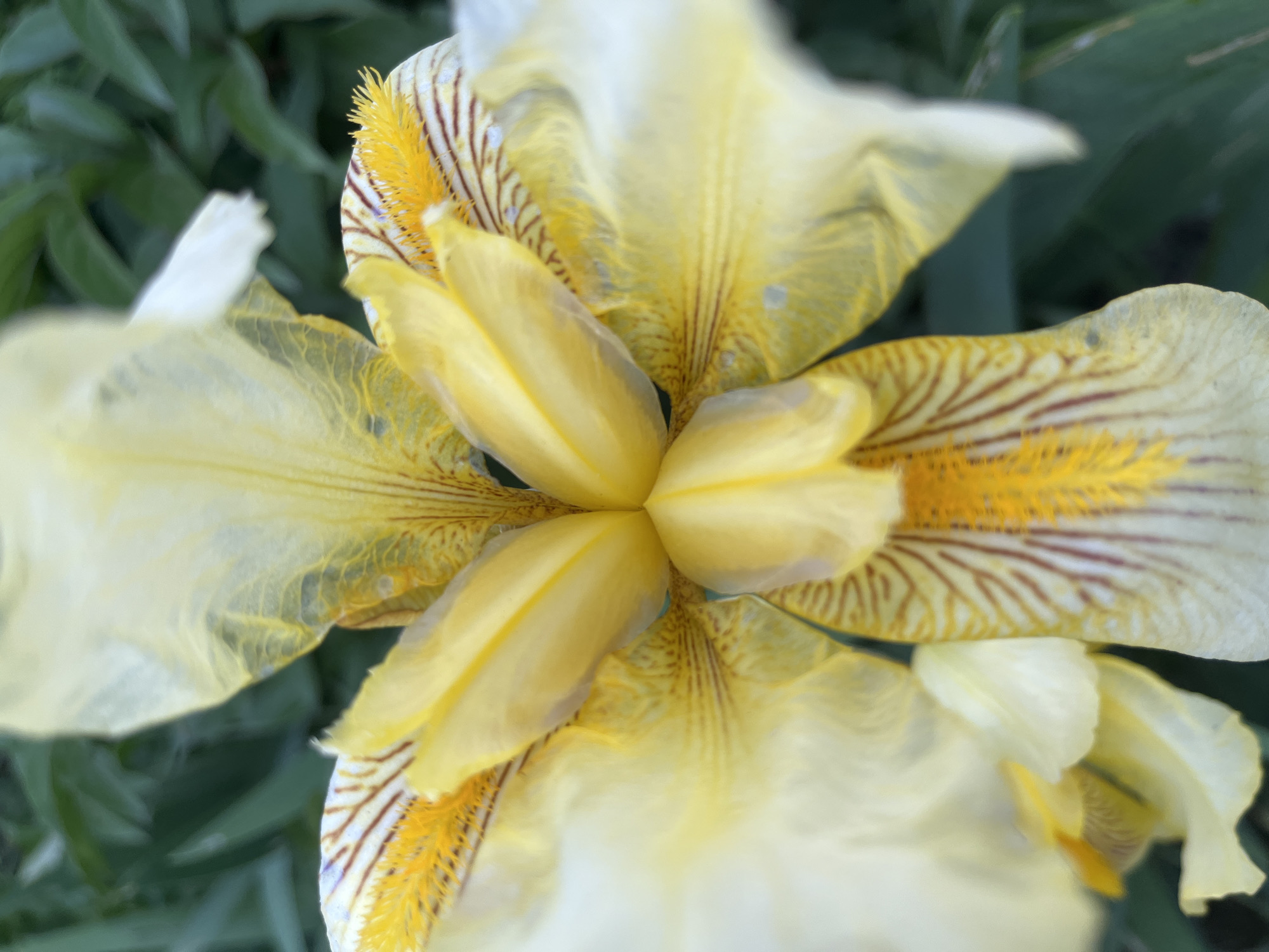 A close-up, slightly blurred, top-down view shows a yellow iris flower. The flower has six petals, three upright and three drooping. Fine brown stripes run along the petals. The center of the flower is a cluster of bright yellow structures. The background consists of blurred green foliage. The location and city are indeterminable from the image.