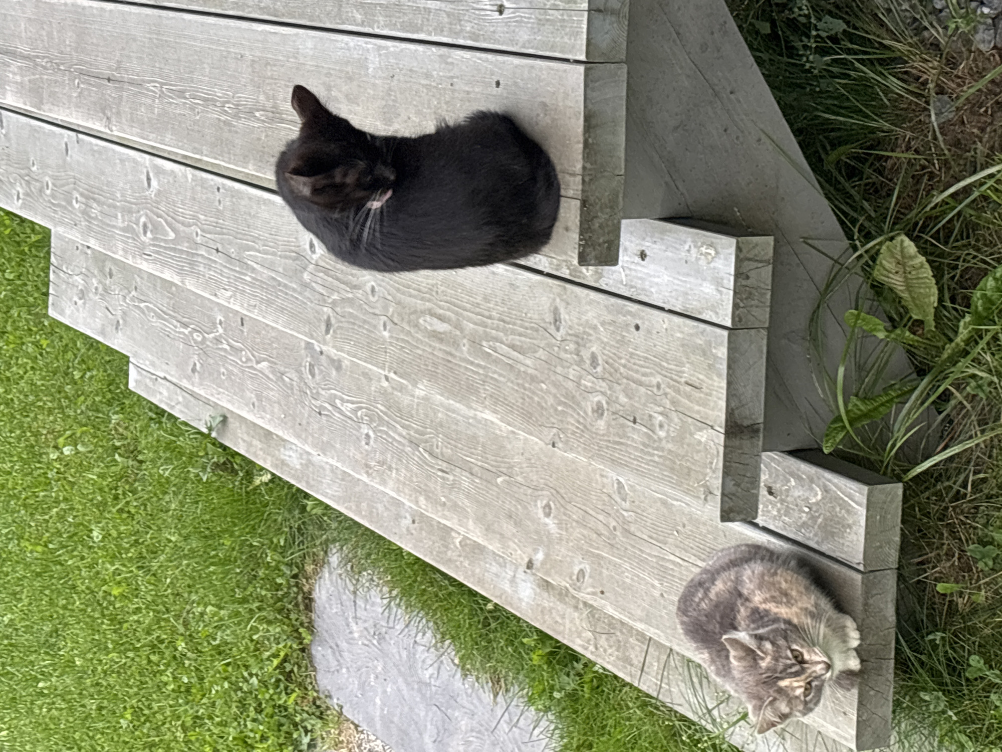 Two domestic cats are resting on a wooden deck. The cat on the left is a calico with grey, orange, and white fur, and is sitting facing the camera. The cat on the right is black and is curled up, grooming itself. The deck is made of weathered, gray wooden planks and appears to be outdoors, possibly in a backyard, adjacent to a grassy area. The overall environment suggests a casual, domestic setting. The image does not provide any information that would suggest it is located in the city of Zvenigorod, Russia.