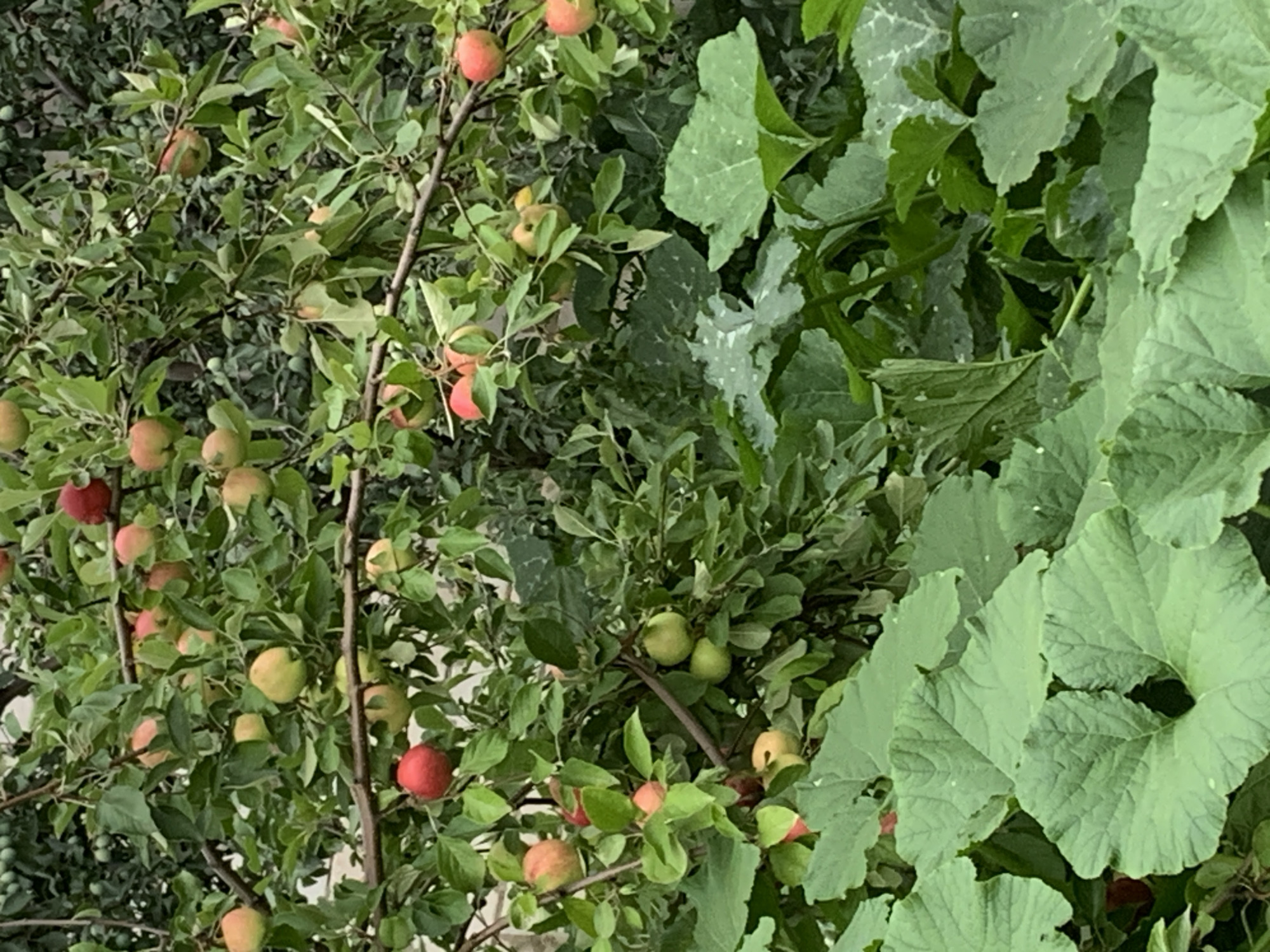The image depicts an apple tree laden with ripening fruit, set against a backdrop of lush green foliage. Large, textured leaves, likely belonging to a pumpkin plant, dominate the foreground. The scene is bathed in natural light, creating a soft, organic ambiance. The location is identified as the village of Zvanka, Russia. There are no people or animals visible in the image, nor any identifiable human activity or interaction. The focus is solely on the natural elements of the environment.