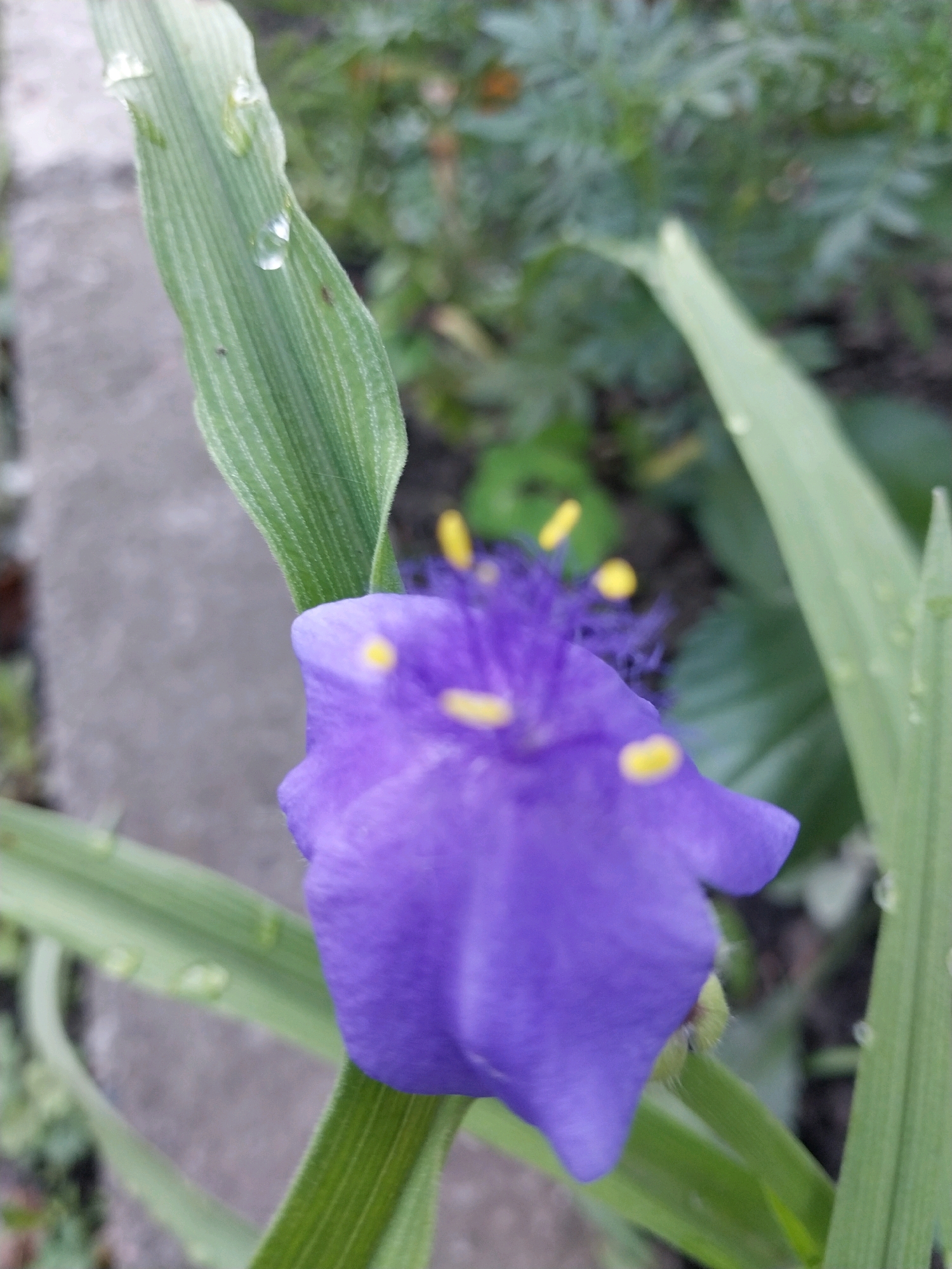 This is a close-up, eye-level, outdoor photograph of a purple flower with yellow stamens. The flower is in the foreground, slightly to the left of center, and appears to be partially closed. The petals are a vibrant purple, and the stamens are bright yellow. Water droplets are visible on the petals and on the surrounding green leaves. The leaves are long and slender with prominent veins, and some have small hairs along the edges. In the background, there is a blurred green and brown environment, suggesting foliage and soil. A gray concrete object is visible to the left of the flower. The image was likely taken in a garden or natural setting. There is no identifiable information to confirm the location as Dnipro, Ukraine.