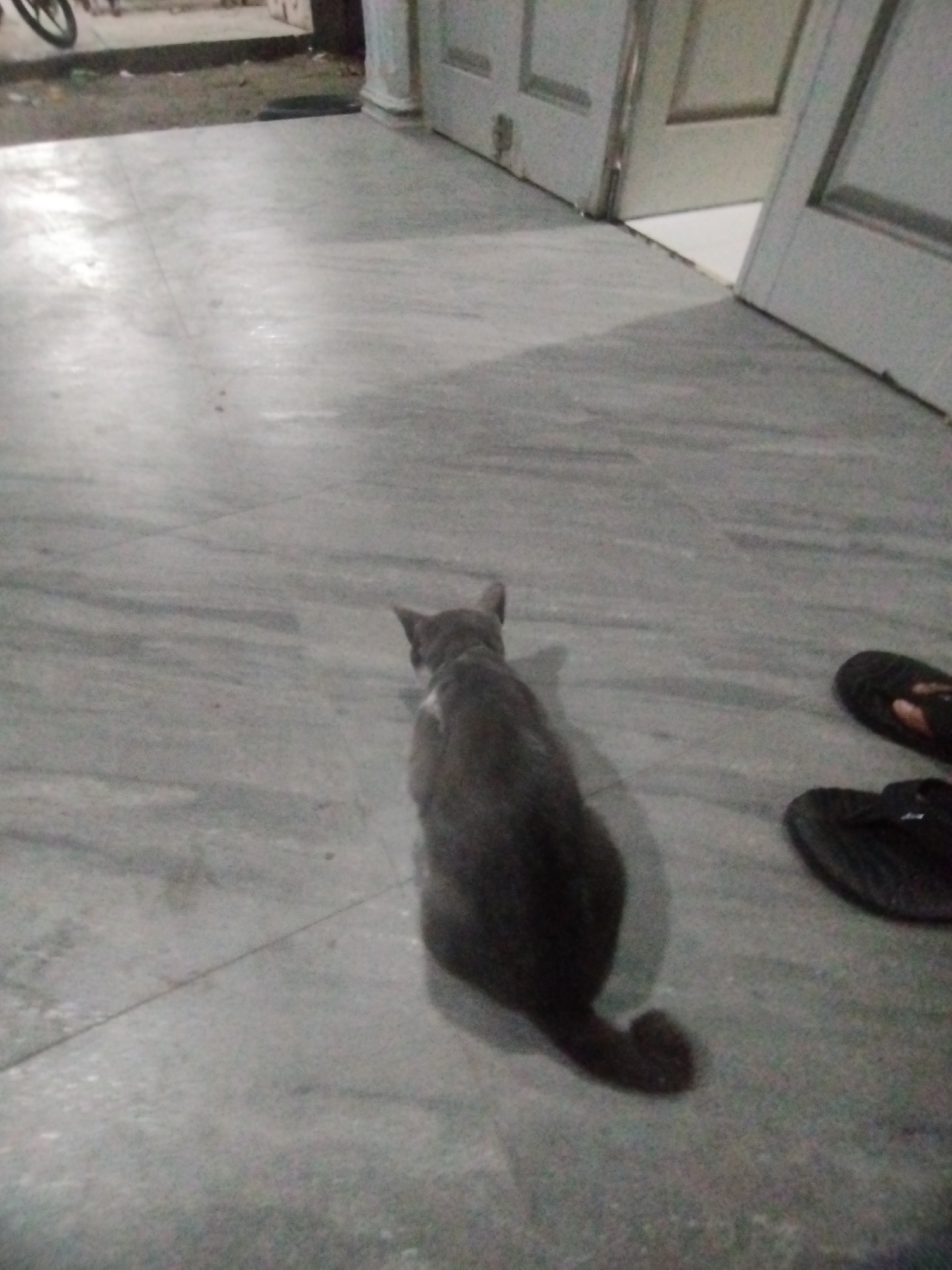 The image shows an indoor scene on a gray tiled floor. A gray cat is positioned in the center of the frame, facing away from the camera. Next to the cat are two black sandals. Part of a white door is visible in the background. A bicycle is seen outside the door. The location is Lhokseumawe, Indonesia.