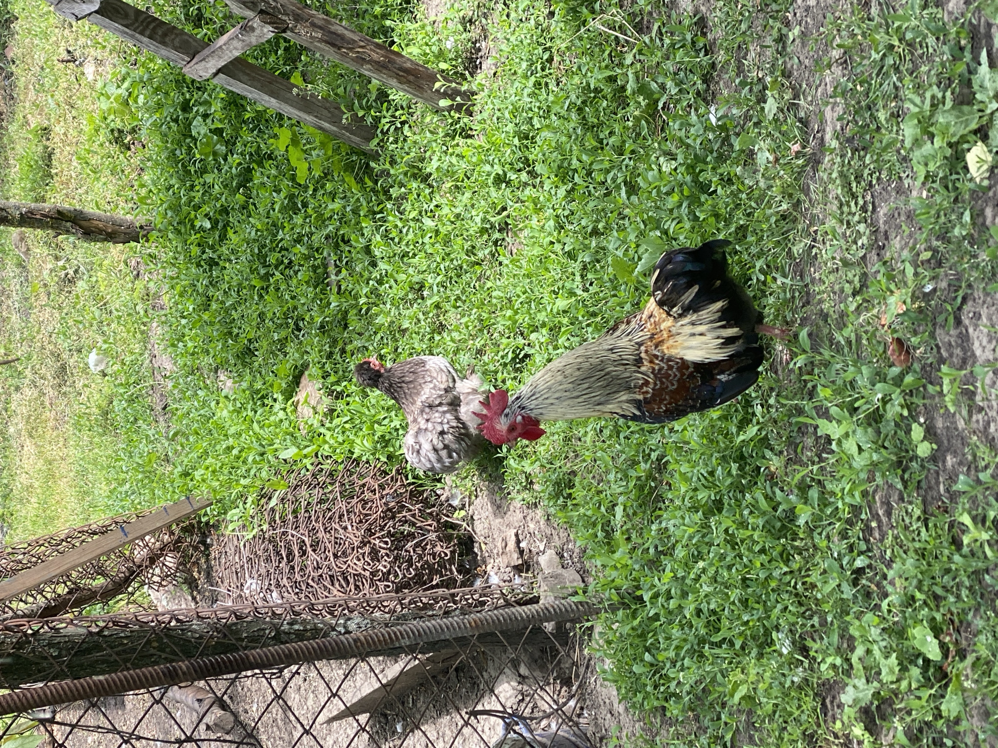 A rooster and hen are foraging in a grassy area next to a rusty metal fence. The rooster is primarily black, brown, and white, with a red comb and wattles. The hen is gray and white with black accents. The ground is covered in green vegetation, with a dirt patch visible near the fence. A wooden structure is in the background. The location is Matyashivka, Ukraine.