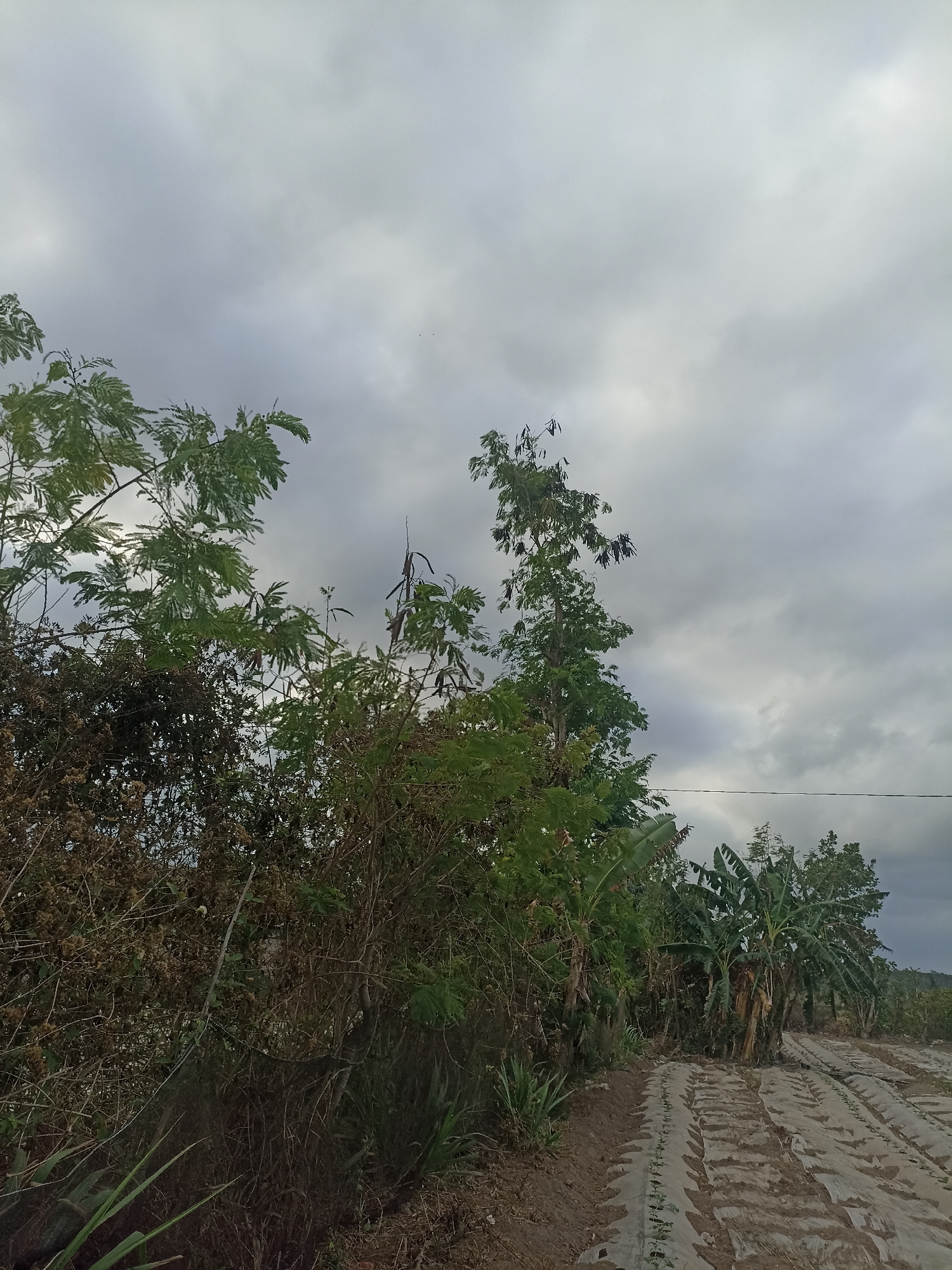 A landscape image shows a cloudy sky over a rural area. In the foreground, there are several trees and bushes with dense green foliage. To the right, rows of young plants are visible, covered with white plastic sheeting, indicating a cultivated field. Banana trees are also present in the middle ground. The overall scene suggests an agricultural setting under an overcast sky. The location is identified as Pandanarum, Indonesia.