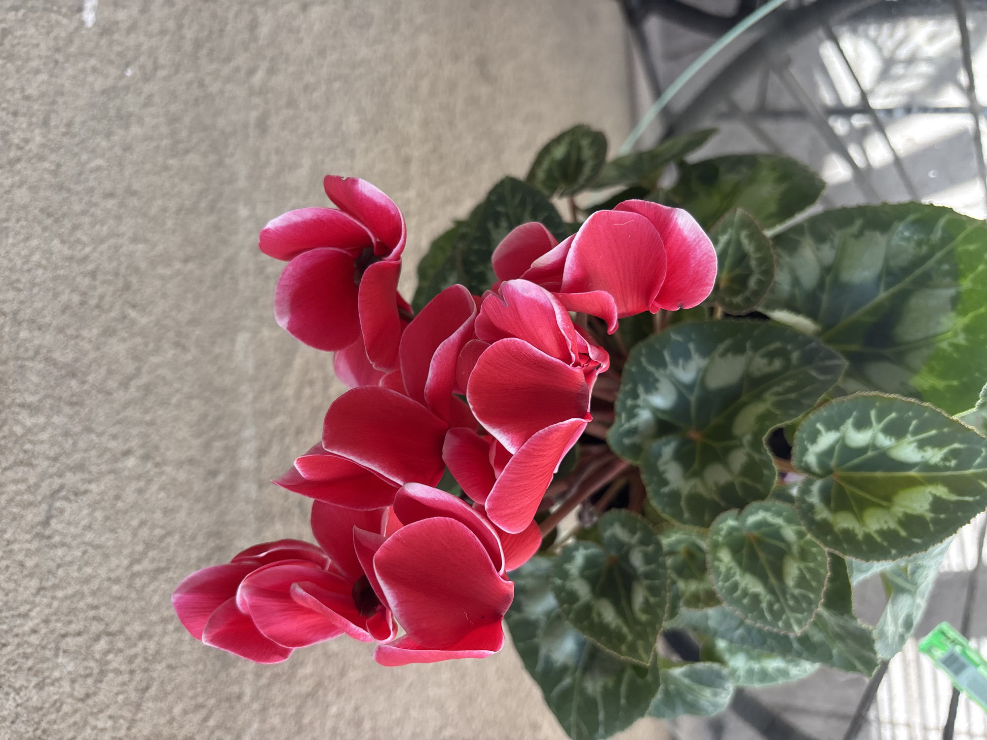 A medium shot shows a potted red cyclamen flower with green, mottled leaves. The flower sits on a textured beige surface and a glass-topped table with a wrought iron frame is partially visible in the background. The location is Unknown, Unknown.