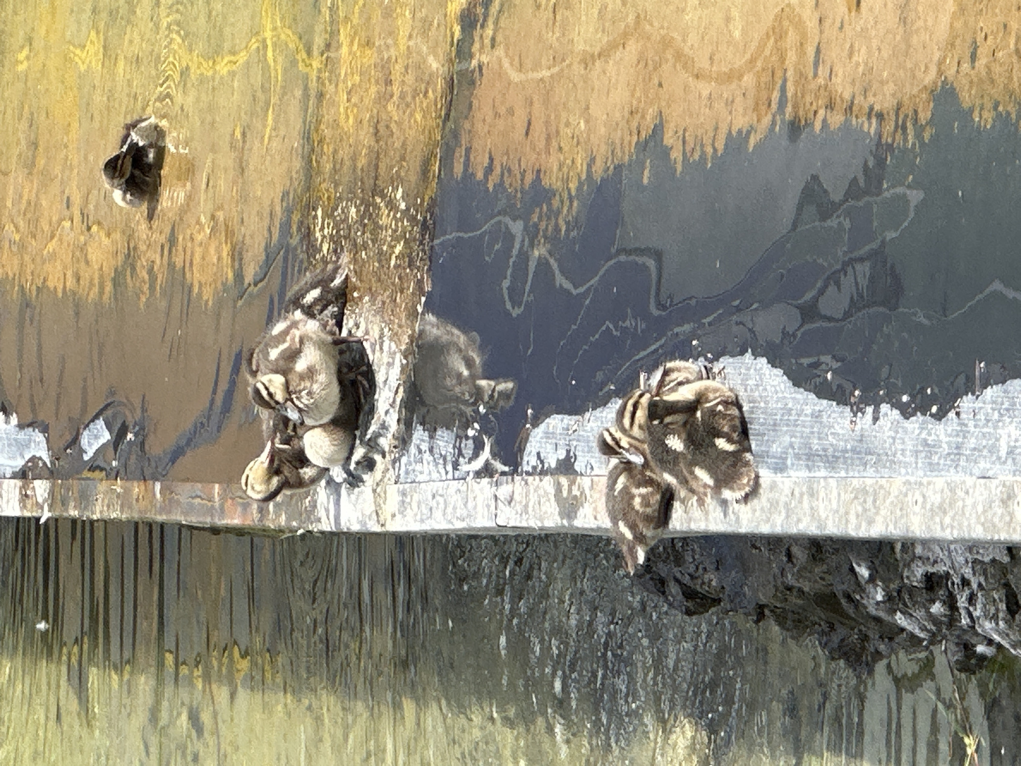 The image displays several small ducklings perched on the edge of a man-made structure, likely a spillway or a dam, over which water is flowing. The ducklings are young, covered in mottled brown, grey, and white down.
In the center-left, a cluster of at least three ducklings is huddled together on the ledge. Another single duckling is visible further up and to the left, separate from the main group. To the right, two more ducklings are seen on or near the edge. The structure itself appears to be a flat, horizontal surface, possibly concrete or wood, with the upper portion showing patterns of water stains or algae in shades of golden-brown and dark grey.
Below the ledge, water cascades downwards, creating visible streaks and reflections that suggest bright, sunny conditions. The overall setting appears to be outdoors during daytime, with clear weather. The ducklings seem to be resting or navigating the edge of this watery feature. No text is visible in the image.