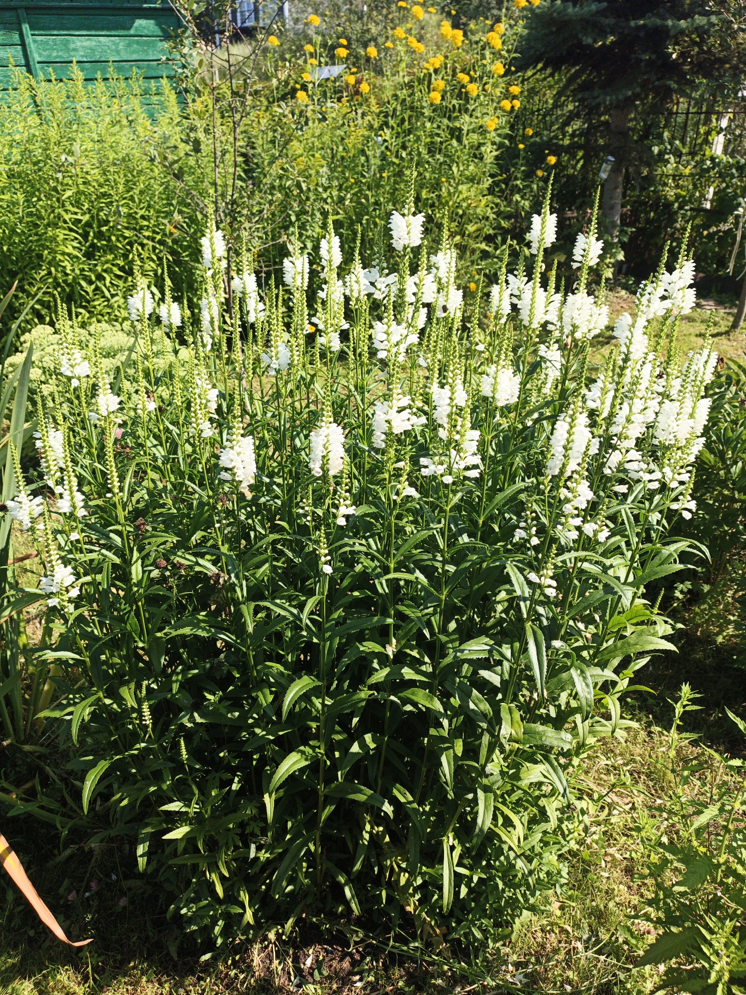 This is a photograph of a garden in Kazan, Russia, on a sunny day. The foreground is dominated by a dense planting of white Obedient Plant flowers (Physostegia virginiana), also known as False Dragonhead, with their characteristic upright spires of blossoms. These flowers are a vibrant green, with numerous small white flowers emerging from the top of each stalk. The plants are bushy and lush, with many leaves and unopened flower buds visible.
In the background, behind the Obedient Plant, there is a variety of other garden foliage. To the left, there appears to be a green wooden fence, possibly part of a shed or boundary. Further back and to the right, there are yellow flowers, possibly Coreopsis or similar plants, adding a splash of color. A dark green conifer tree is also visible in the mid-ground on the right. The ground is covered in grass and some dry leaves and soil. The overall impression is of a well-maintained garden in full bloom, bathed in bright sunlight. There are no people or animals visible in the image. The scene is static and peaceful.