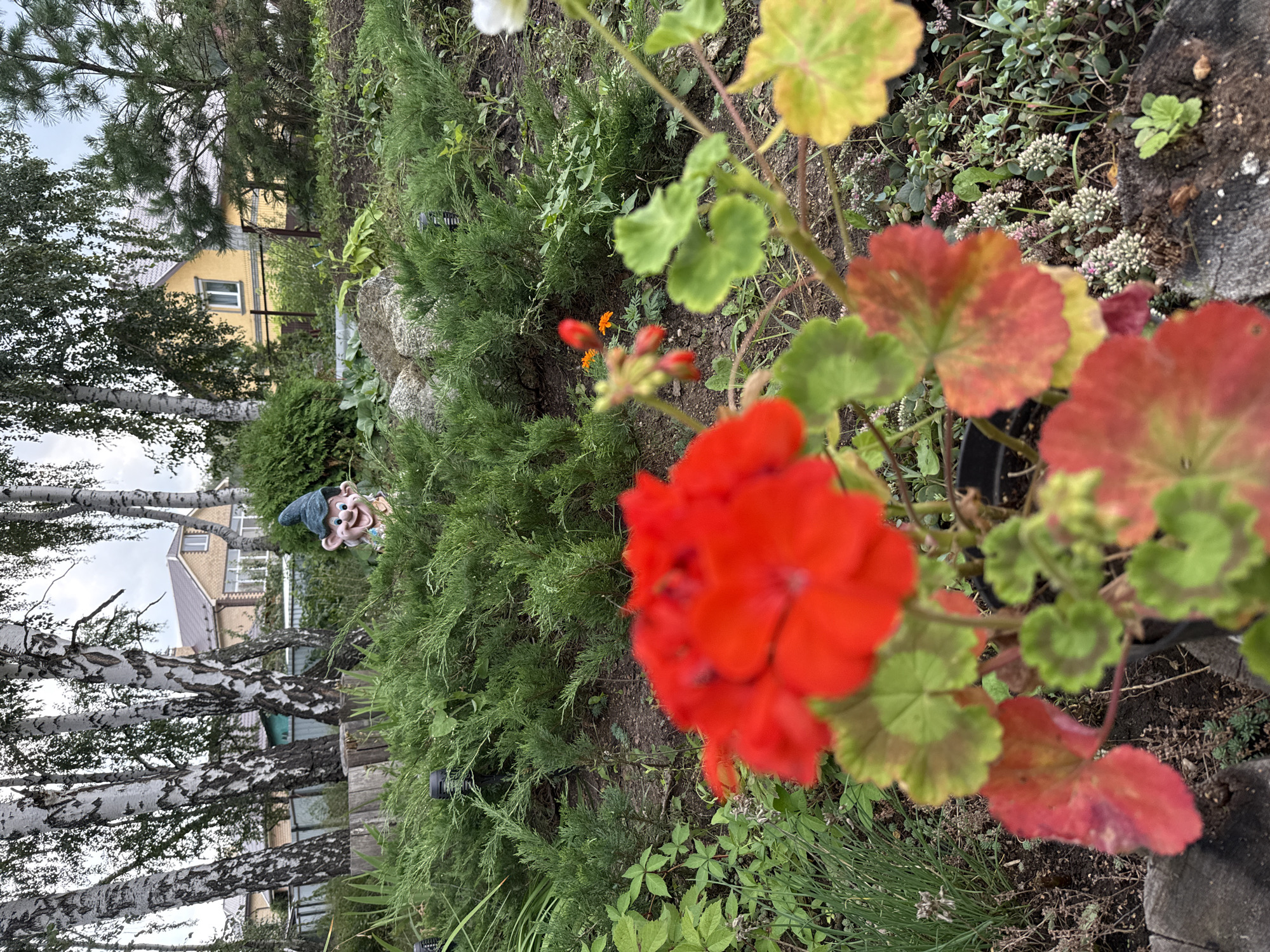 The image depicts a garden scene in Kremenkul', Russia. In the foreground, a bright red geranium is in bloom, with some of its leaves showing autumnal colors of red and yellow. Behind the geranium, a garden gnome with a blue hat and a cheerful expression is partially visible, peeking from behind dense green bushes. The background features birch trees with their distinctive white bark and a residential building with a yellow facade and a brown roof. The overall environment is natural and rural, suggesting a residential garden setting.