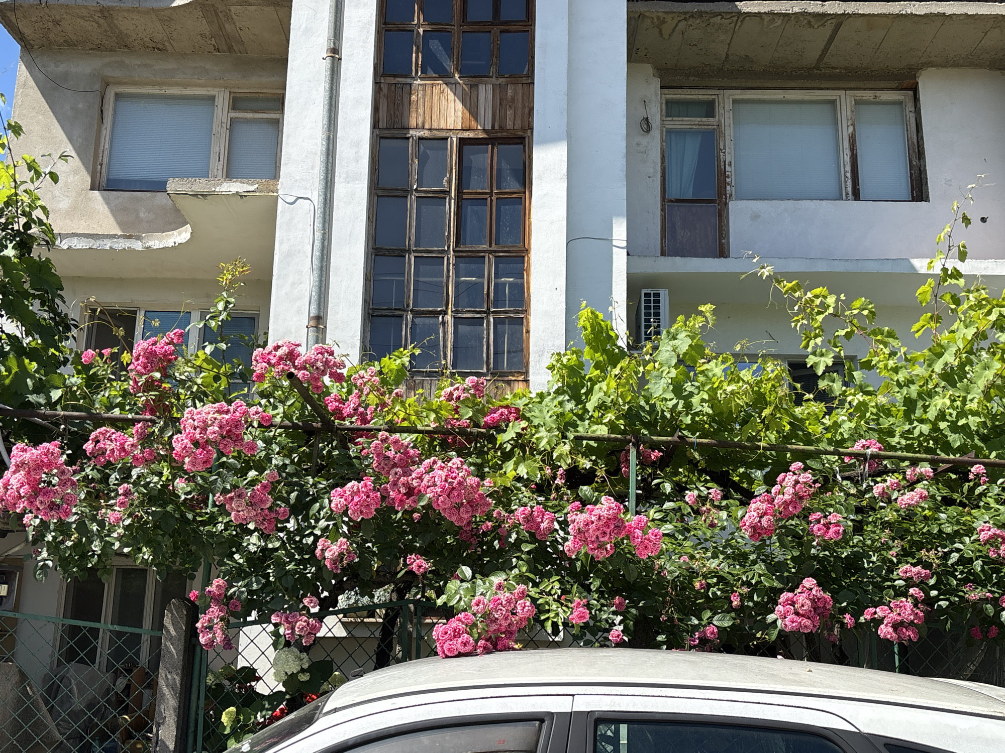 A weathered, multi-story apartment building in Montana, Bulgaria, features a mix of balconies and windows, some with peeling paint and exposed concrete. In the foreground, a dense vine of vibrant pink roses is in full bloom, climbing over a metal fence and obscuring parts of the lower levels of the building. A white car is partially visible in the lower right of the frame, its roof covered by the lush rose bushes and greenery. The overall impression is one of nature reclaiming and softening a somewhat dilapidated urban structure.