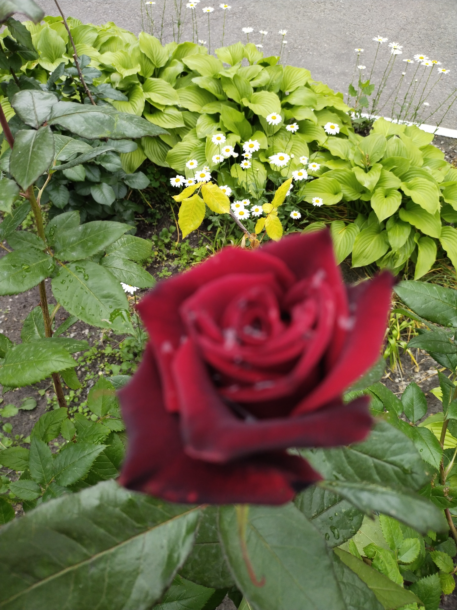 This is a medium shot, slightly overhead, of a dark red rose in the foreground, out of focus. The rose has dew drops on its petals. Behind the rose, in focus, are large, green hosta leaves and several small white daisies with yellow centers. The background appears to be a paved surface, possibly a sidewalk or road. The scene is set outdoors, with greenery and flowers suggesting a garden or park area. It is likely in Horishni Plavni, Ukraine, given the provided location information. There are no people or animals visible in the image, and no specific actions are taking place. The lighting suggests it could be daytime, possibly after rain due to the dew on the rose.