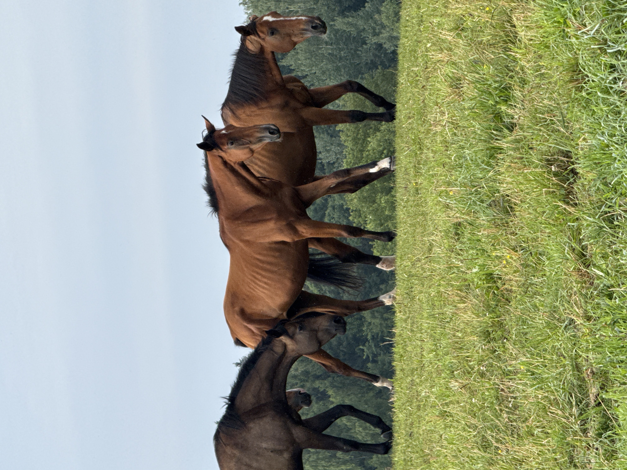 Three horses are standing on a grassy knoll in Galinė, Lithuania. The horse on the far left is dark brown. The horse in the middle is a reddish-brown, and the horse on the far right is also reddish-brown with a white blaze on its face. The horses are facing to the right, with their heads lowered. The background consists of a dense forest and a pale blue sky. The foreground is a grassy field with some patches of yellow flowers.